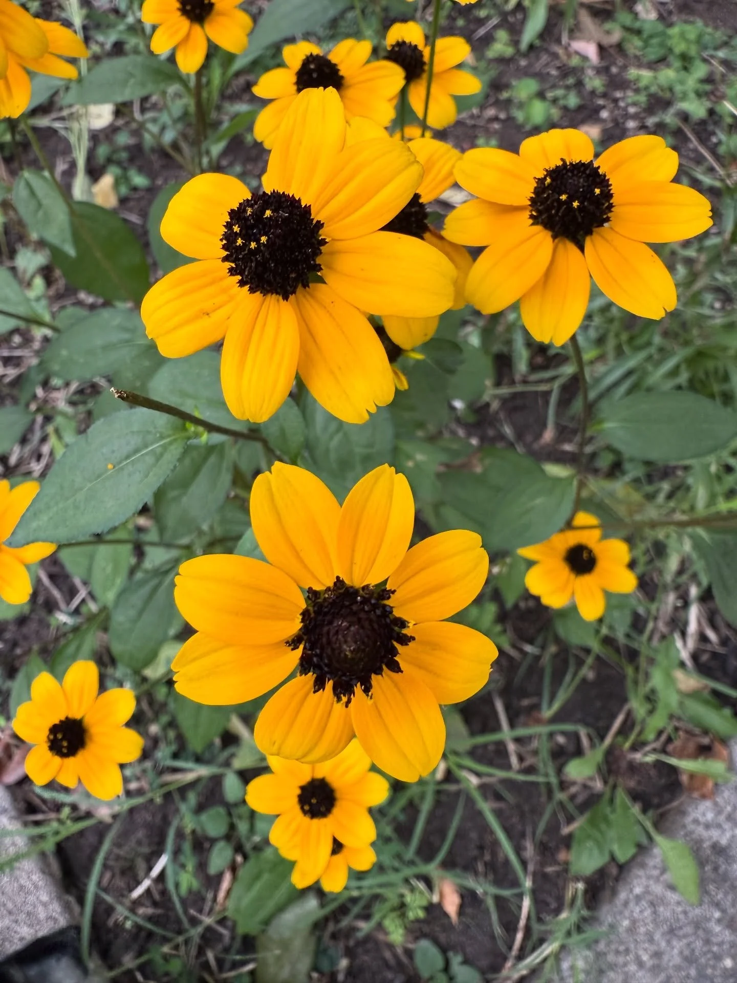 Just some fall vibes.. really feeling the season shift on my walk today..