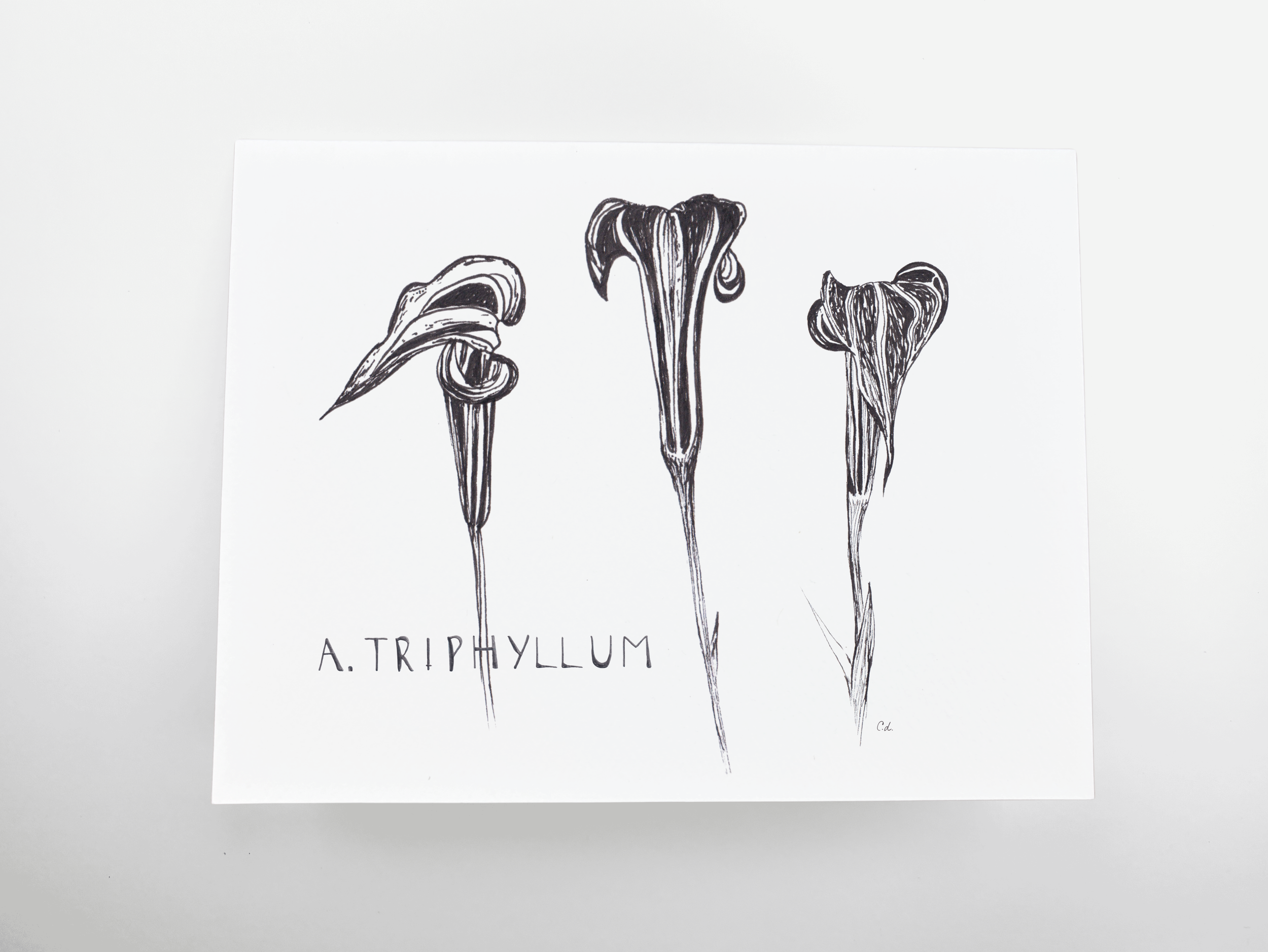 A. Triphyllum