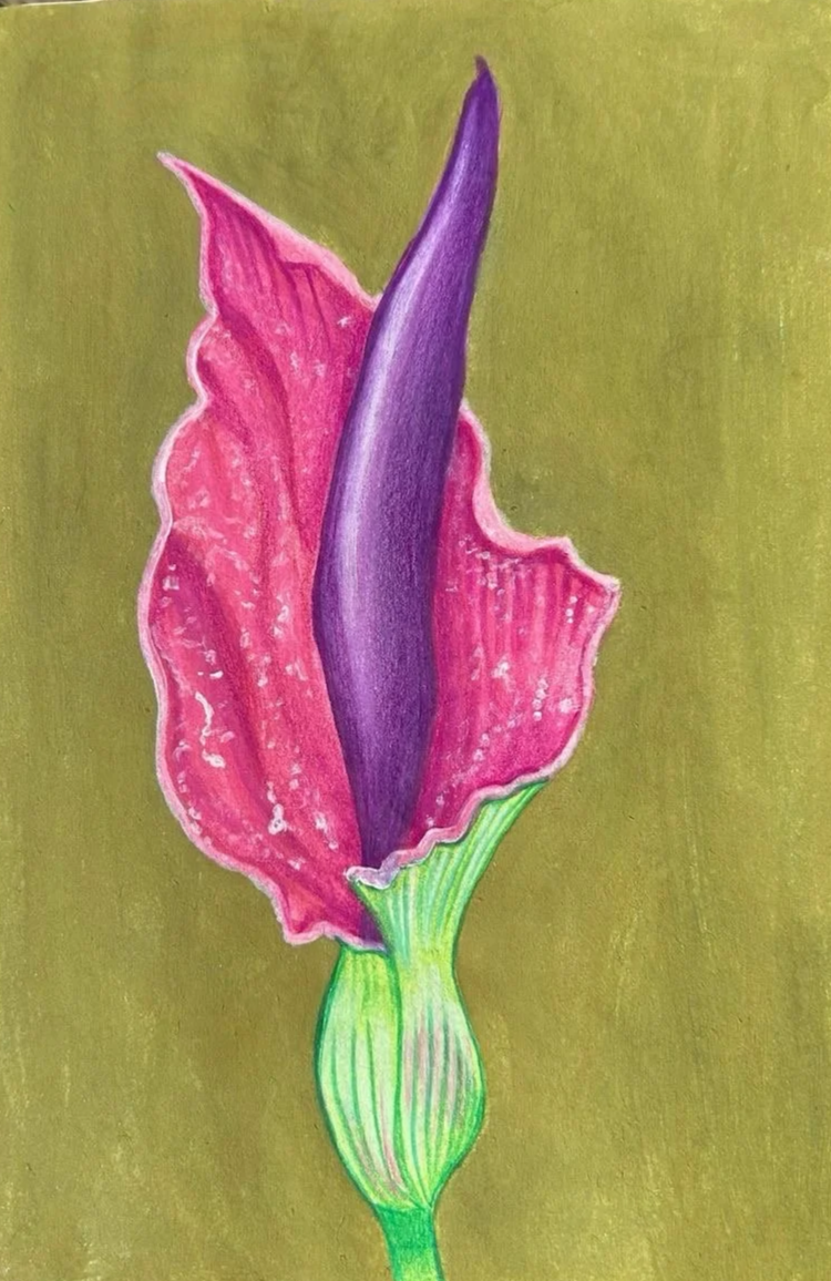 Dracunculus Vulgaris 2024