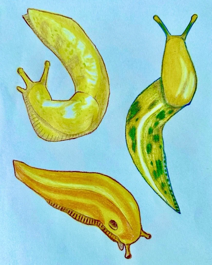 Banana Slug Sticker Sheet