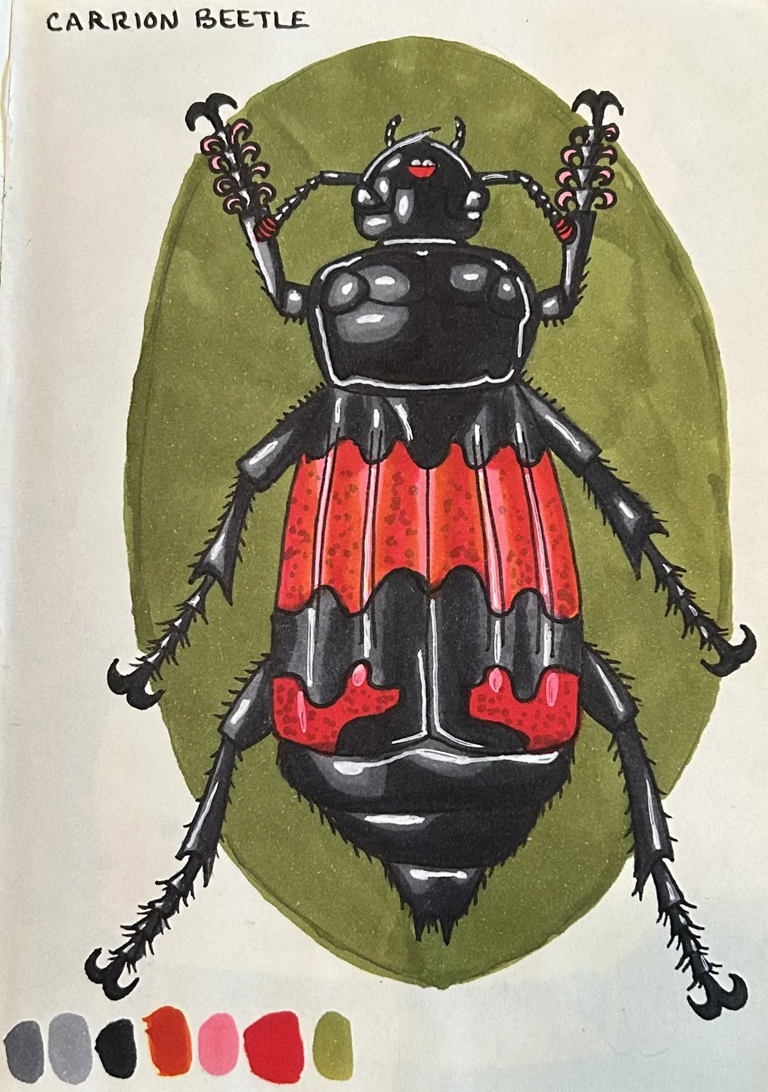 Carrion Beetle 2024