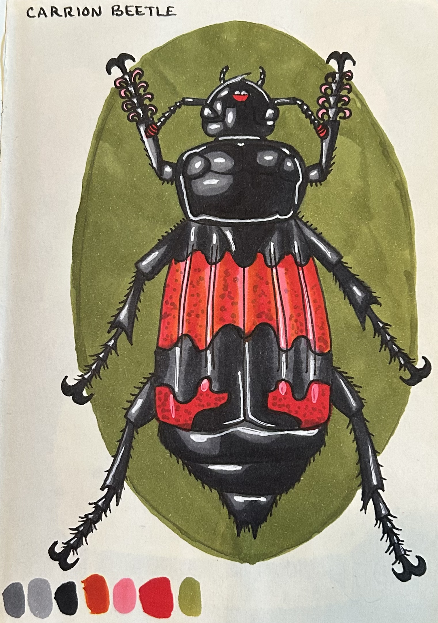 Carrion Beetle Sketchbook 14