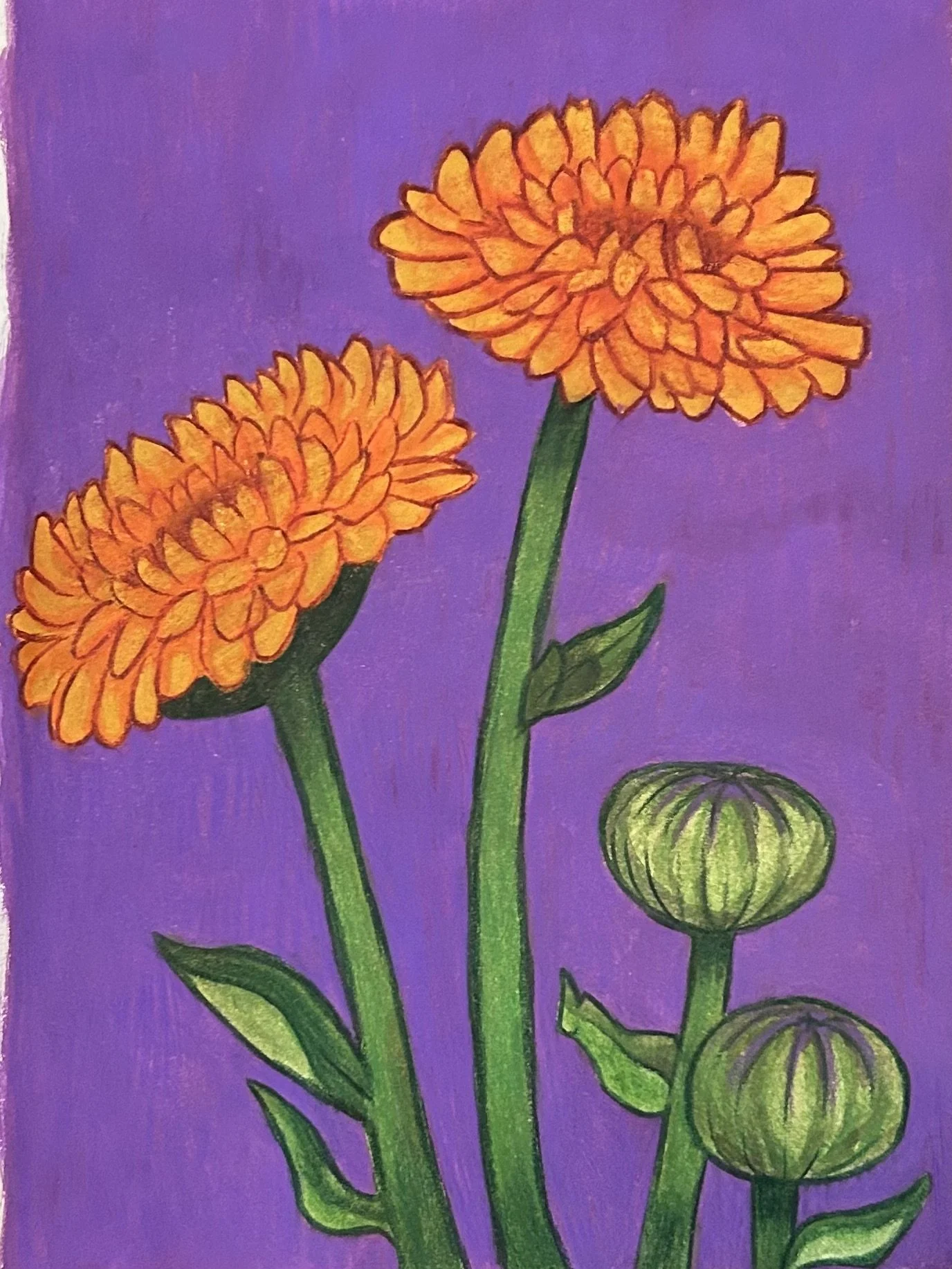 Calendula Officinalis 2024