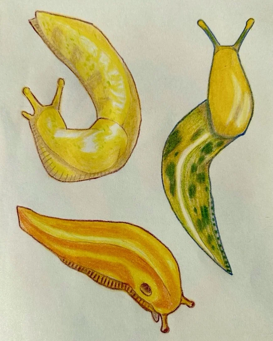 Banana Slugs 2024
