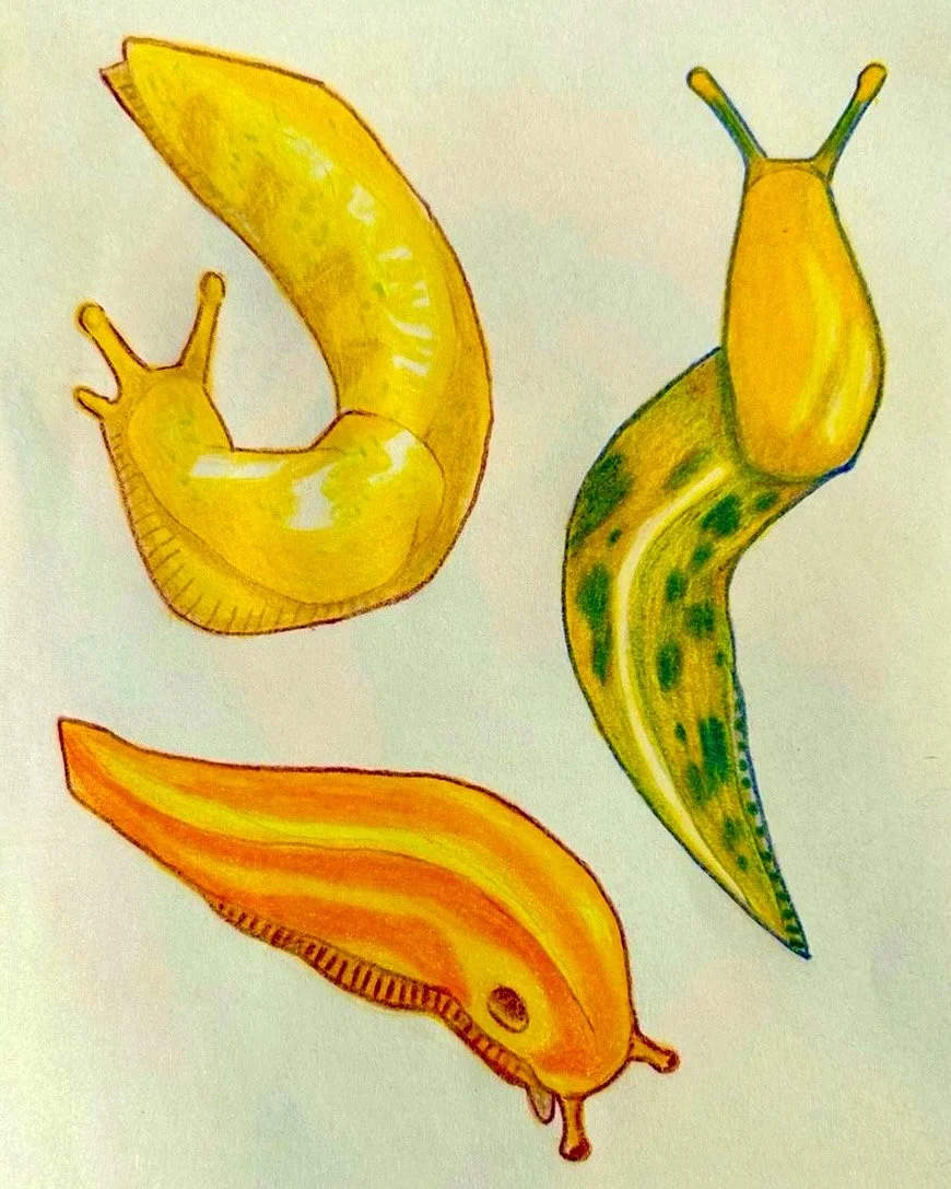 Banana Slugs Sketchbook 14