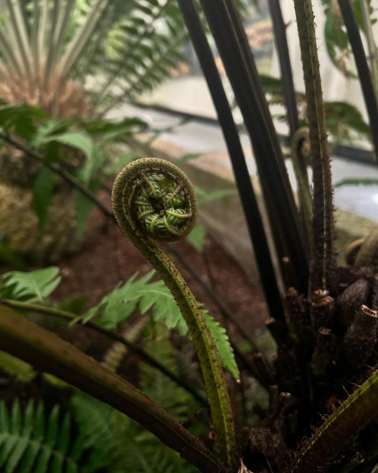 Got to spend some time in DC with some good friends. We went to the National Botanical Garden. It was amazing to say the least. Here is some fiddlehead plants that were there