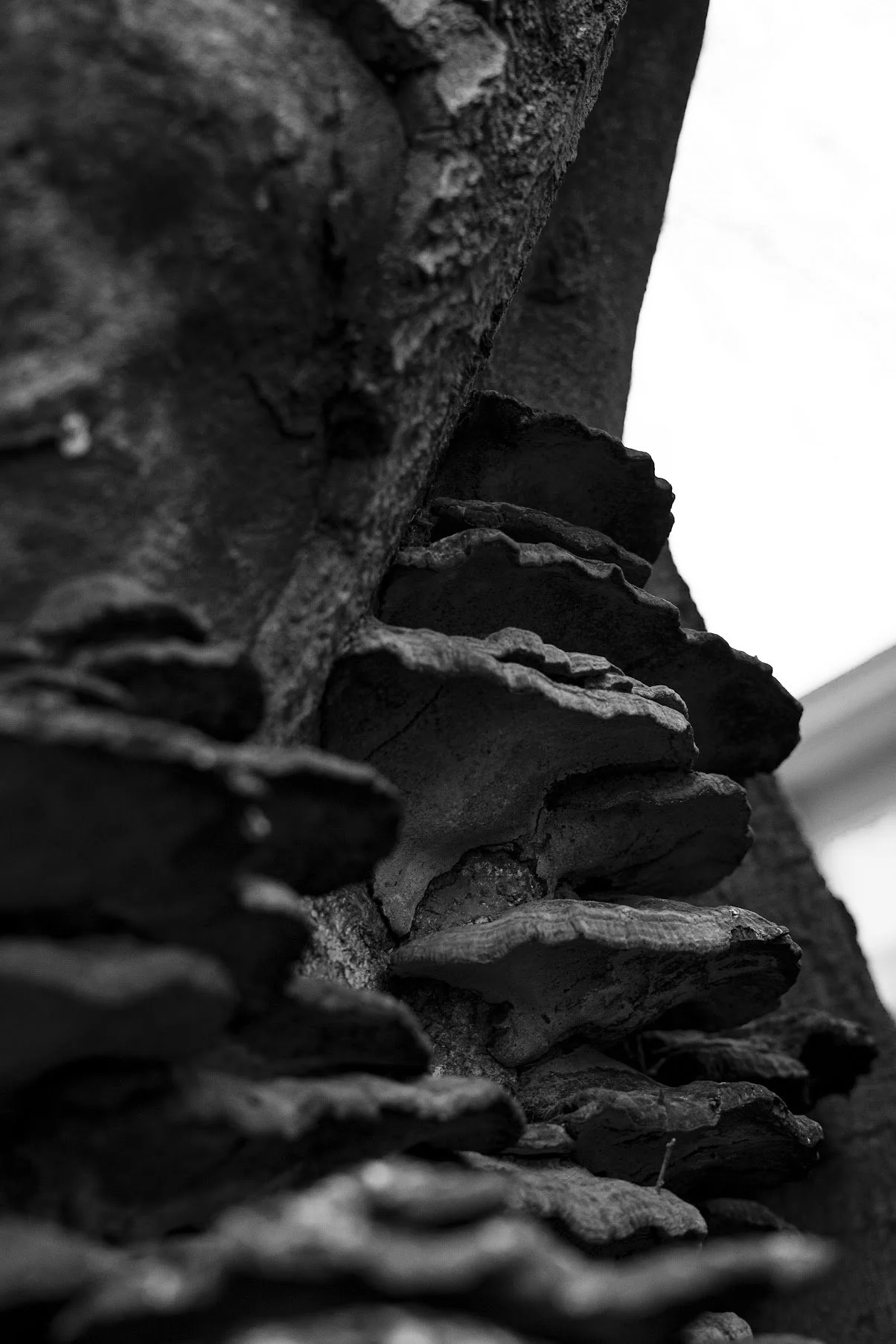 Franklin_003 copy 2.jpg