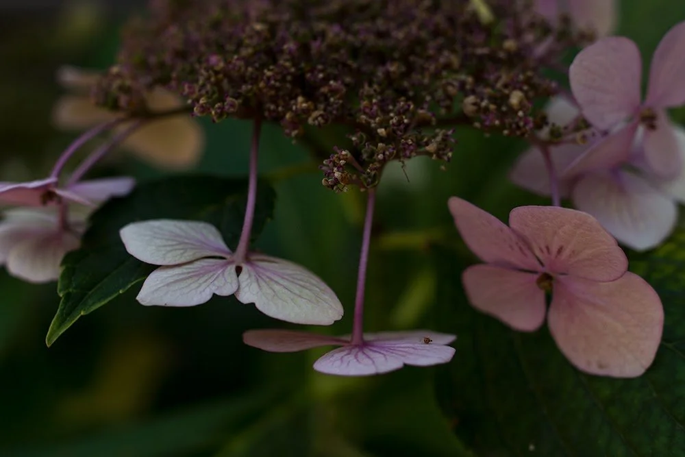 hydrangea.jpg