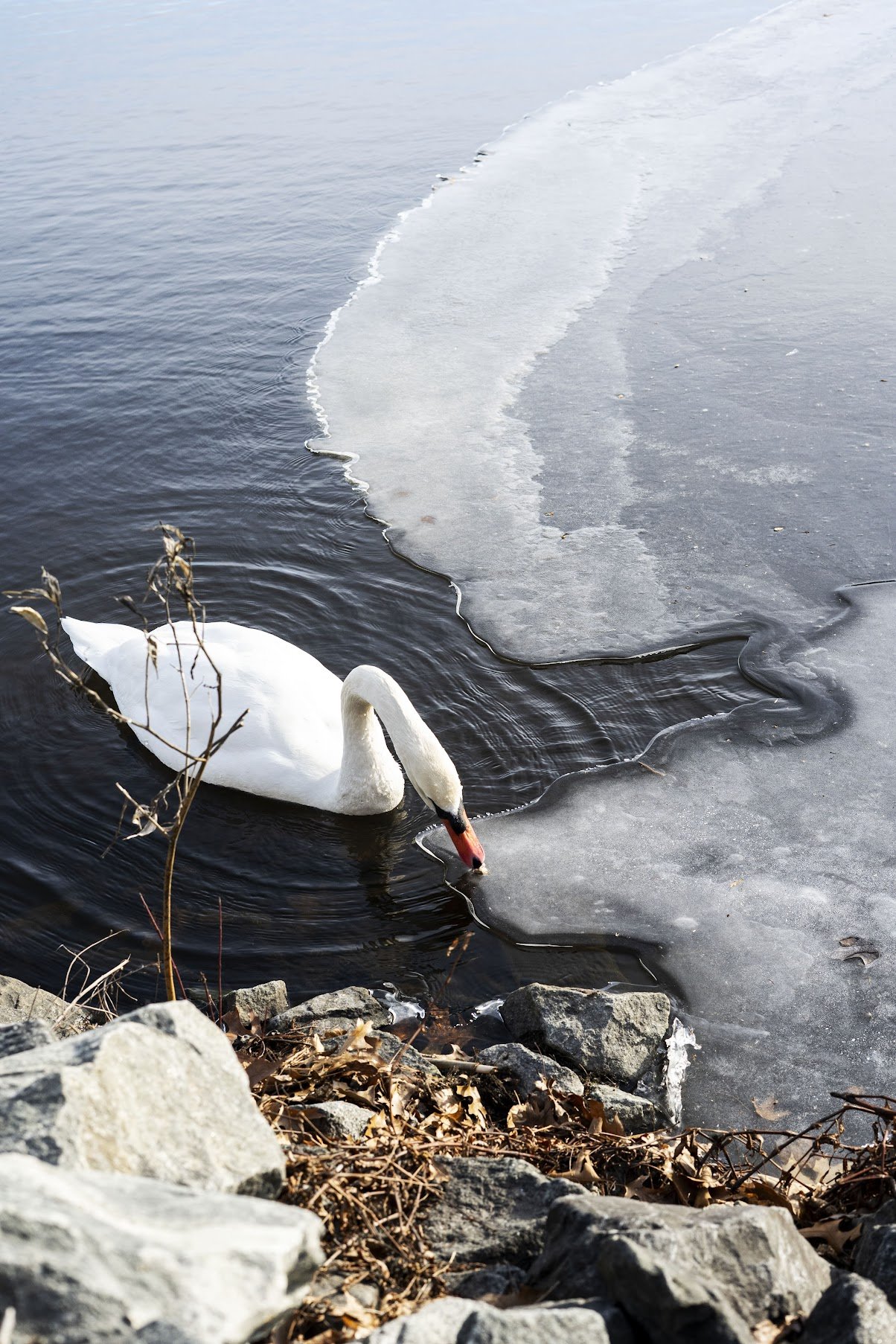 Ccrossen_009 copy.jpg