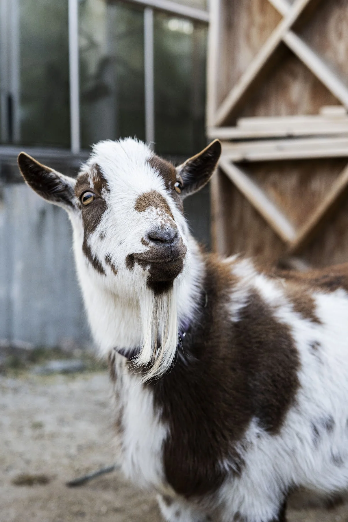 Ccrossen_006 copy.jpg