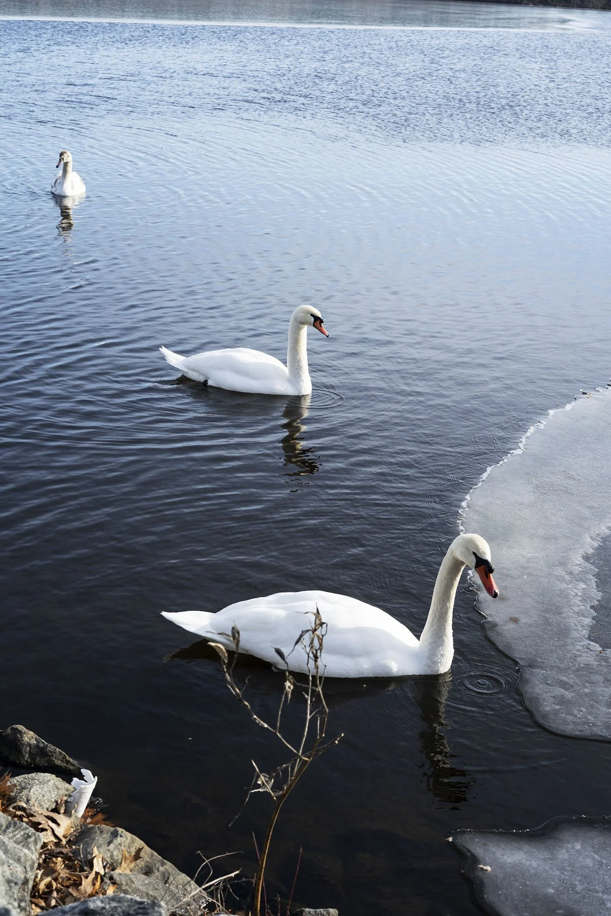 Three swans swimming in a partially frozen body of water, with rocks and dried leaves at the shoreline.