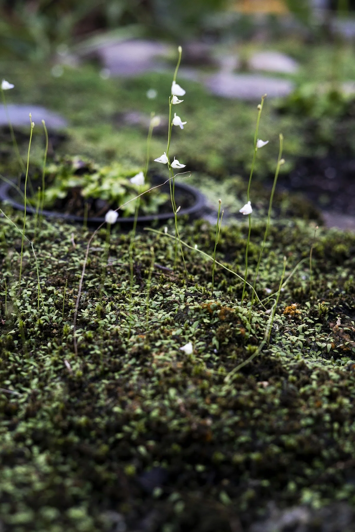 Ccrossen_007 copy.jpg