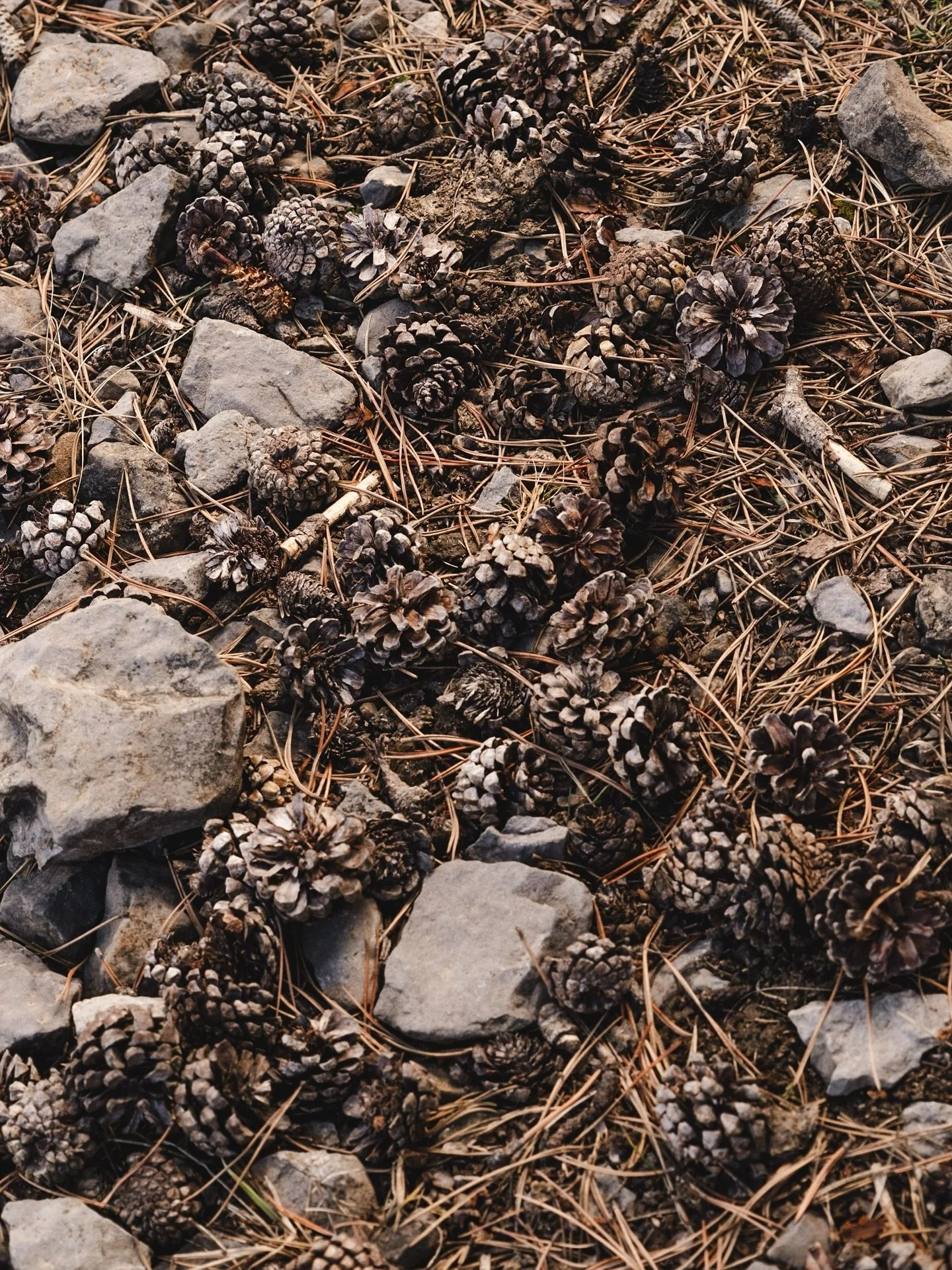 🜂 La forma del misterio

No es casualidad que culturas separadas por oc&eacute;anos y milenios eligieran la misma figura para representar lo sagrado:
La pi&ntilde;a,s&iacute;mbolo de algo que no puede nombrarse, pero que est&aacute; presente. Una es