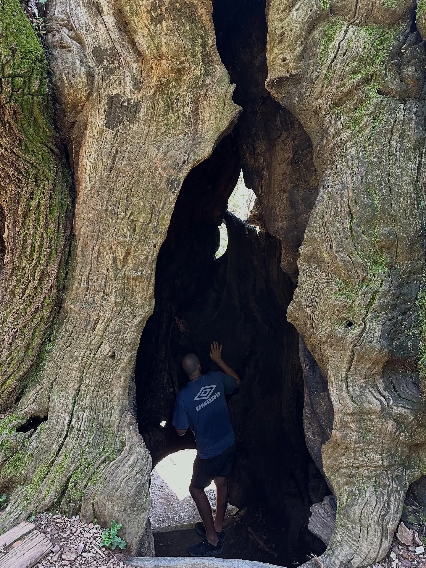 Near where I live, there&rsquo;s a chestnut tree that has stood for more than seven centuries.
A tree with a trunk measuring between 10 and 12 meters in circumference, once said to have reached 18 meters in height.

For years, it was the shelter of a