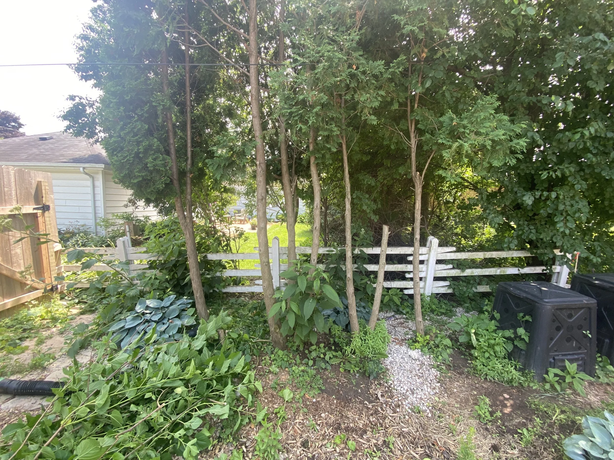 Cedar Fence