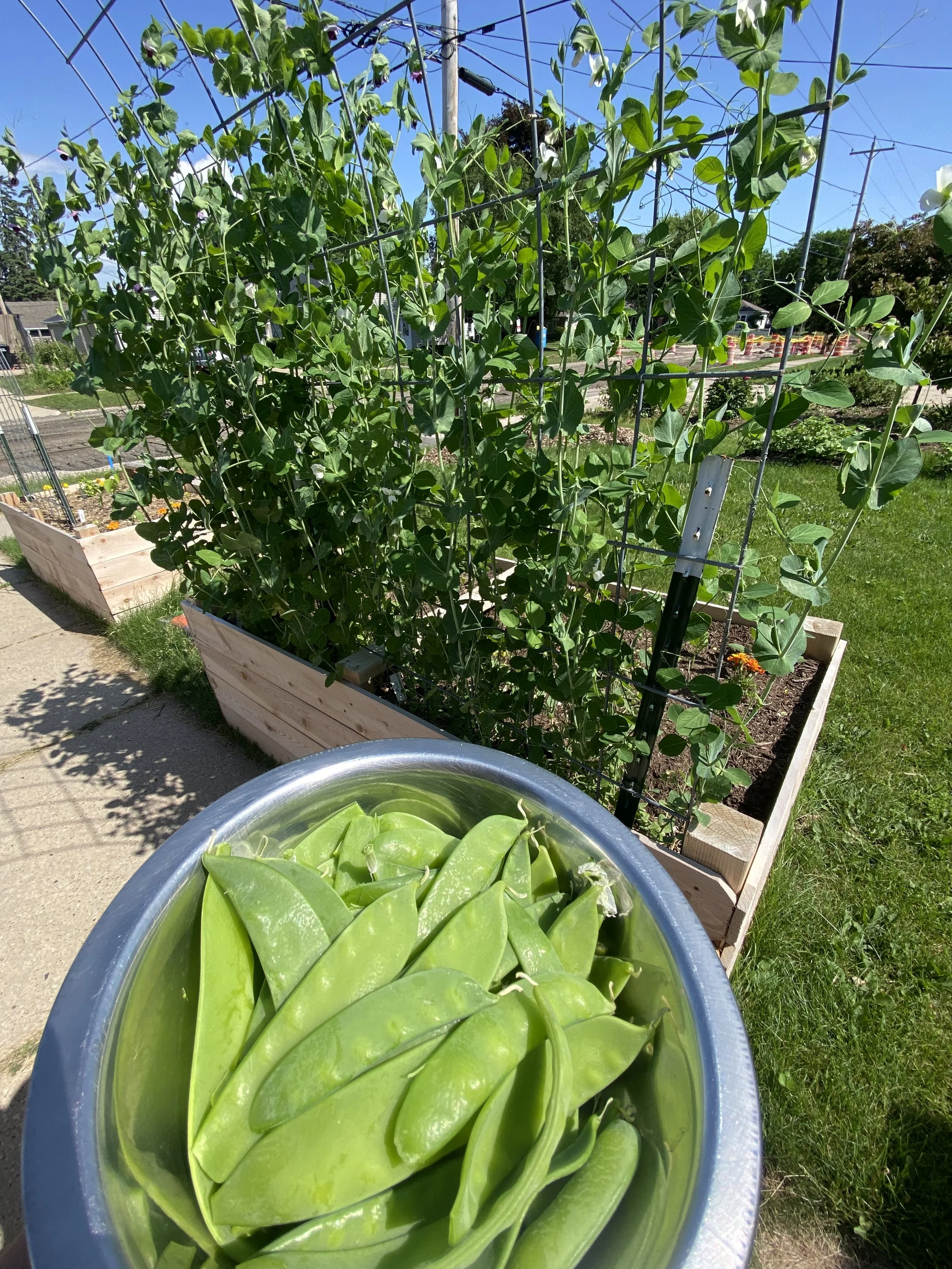 Raised garden beds, Organic food