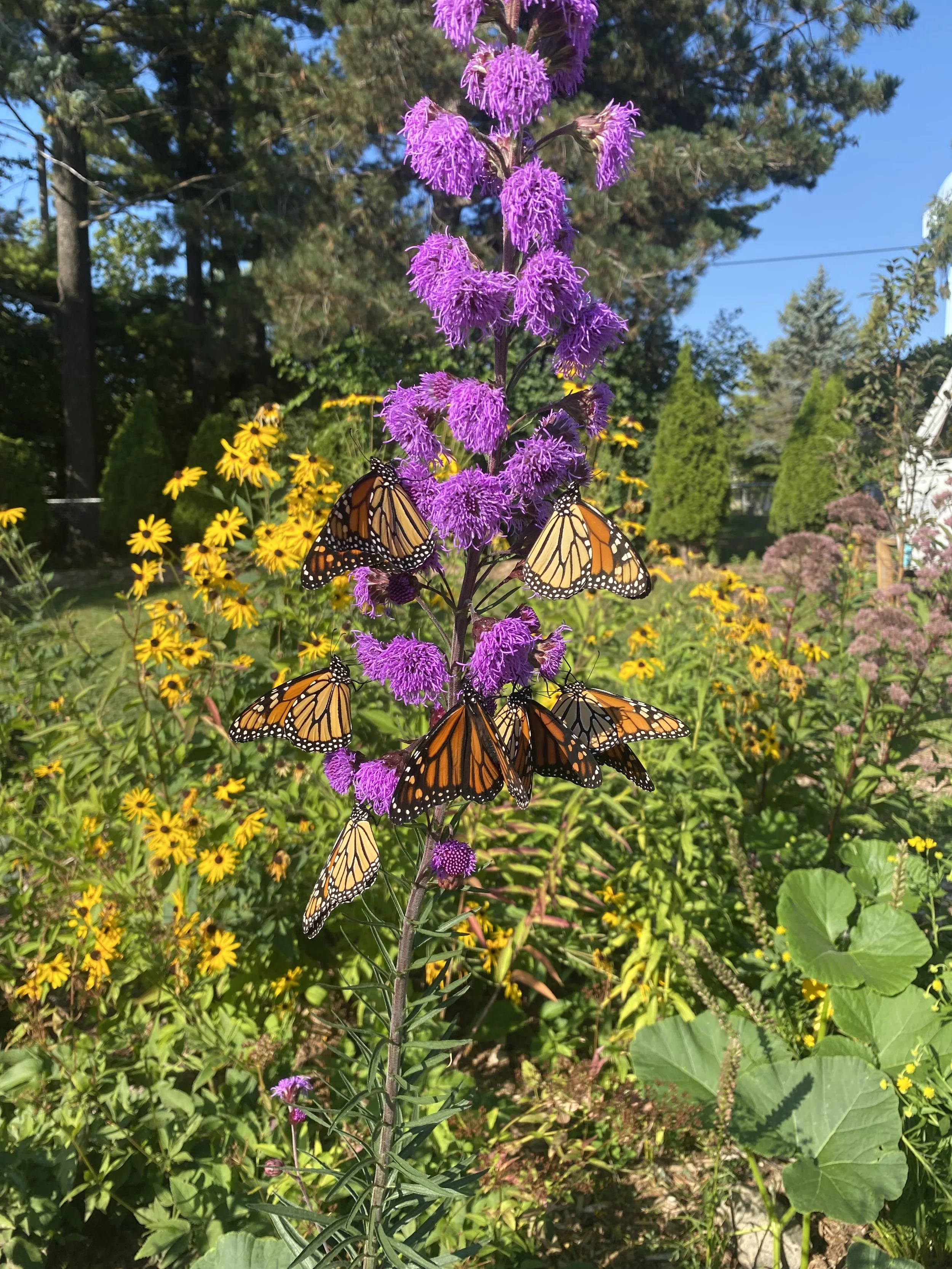 blazing star swarmed with monarchs