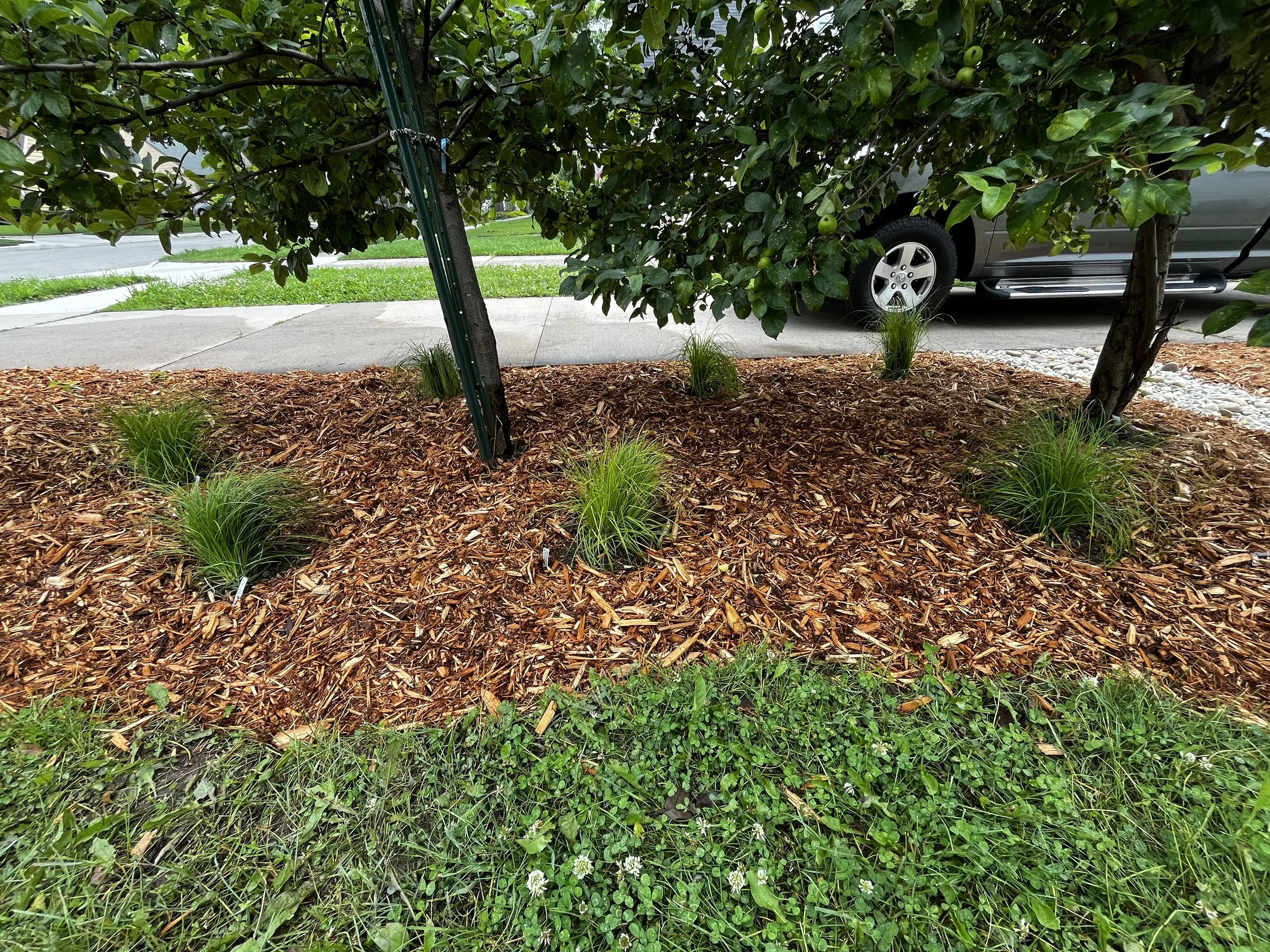 Pennsylvania Sedges and cedar mulch