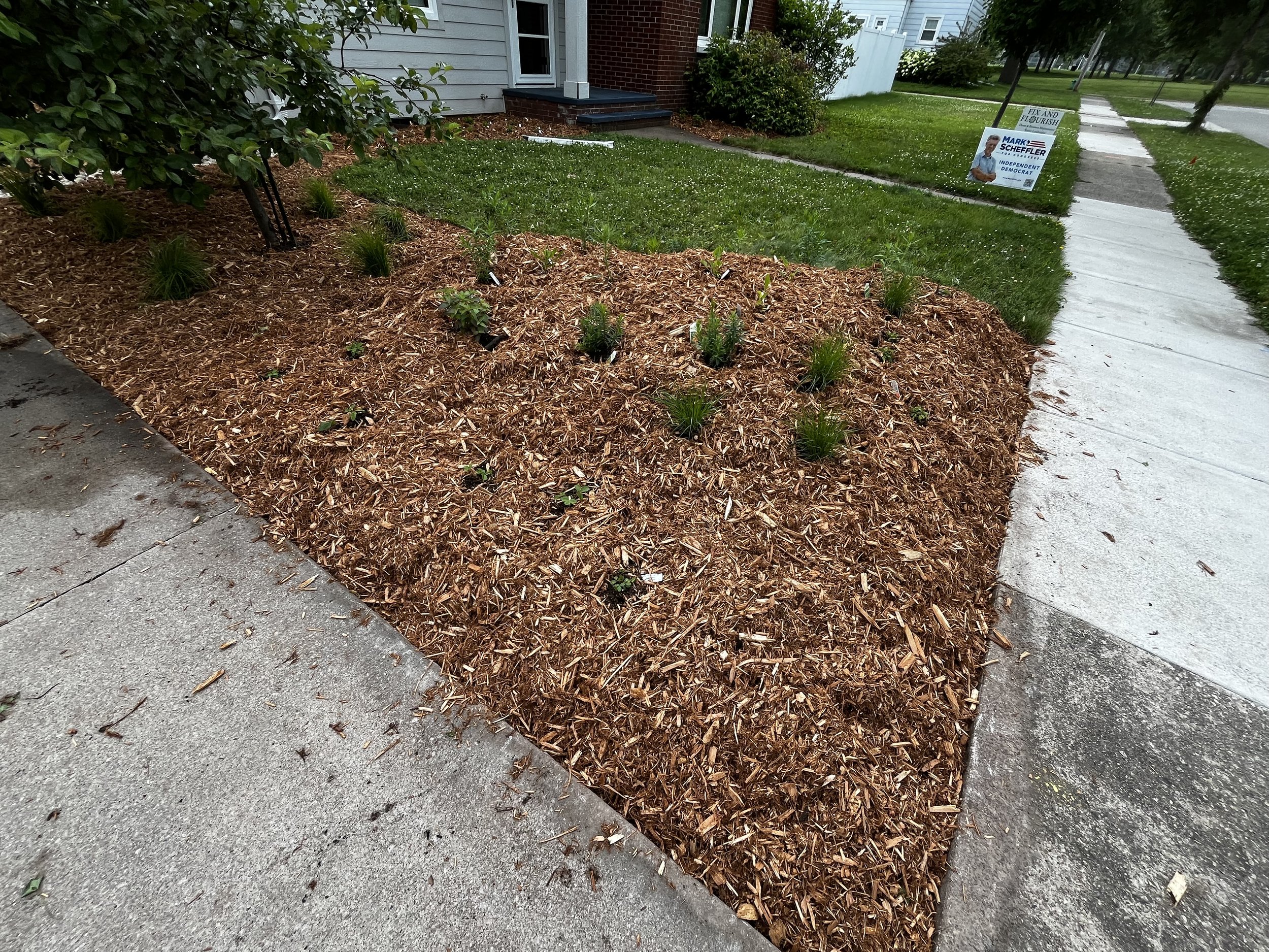 Cedar wood chips and native perennials 