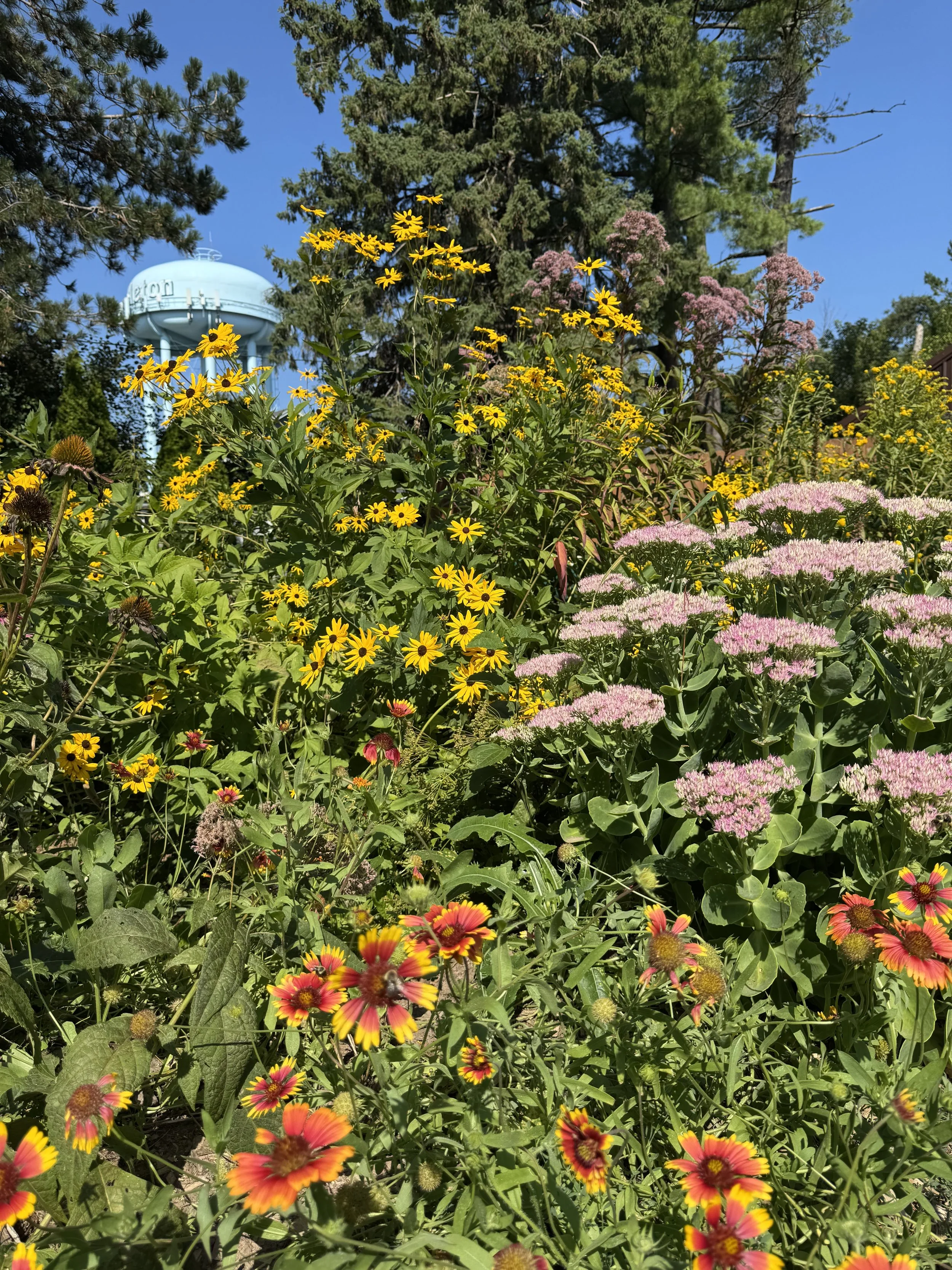 pollinator garden