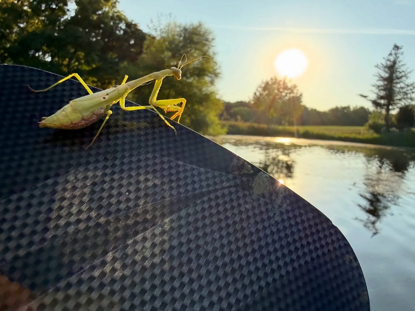 While trimming trees from the standup paddle-board the other evening, this praying mantis was chilling on the paddle