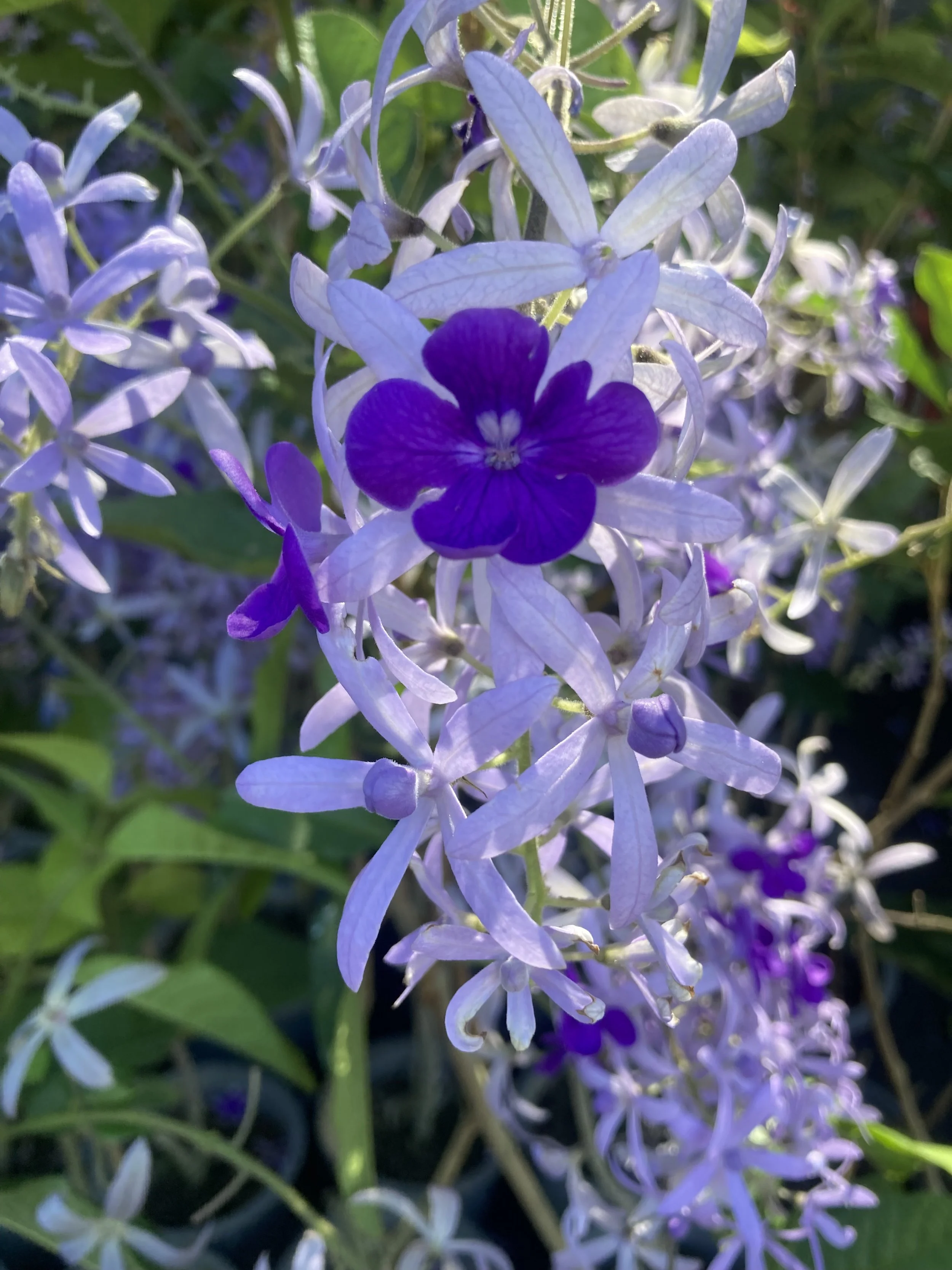 Thailand Flower