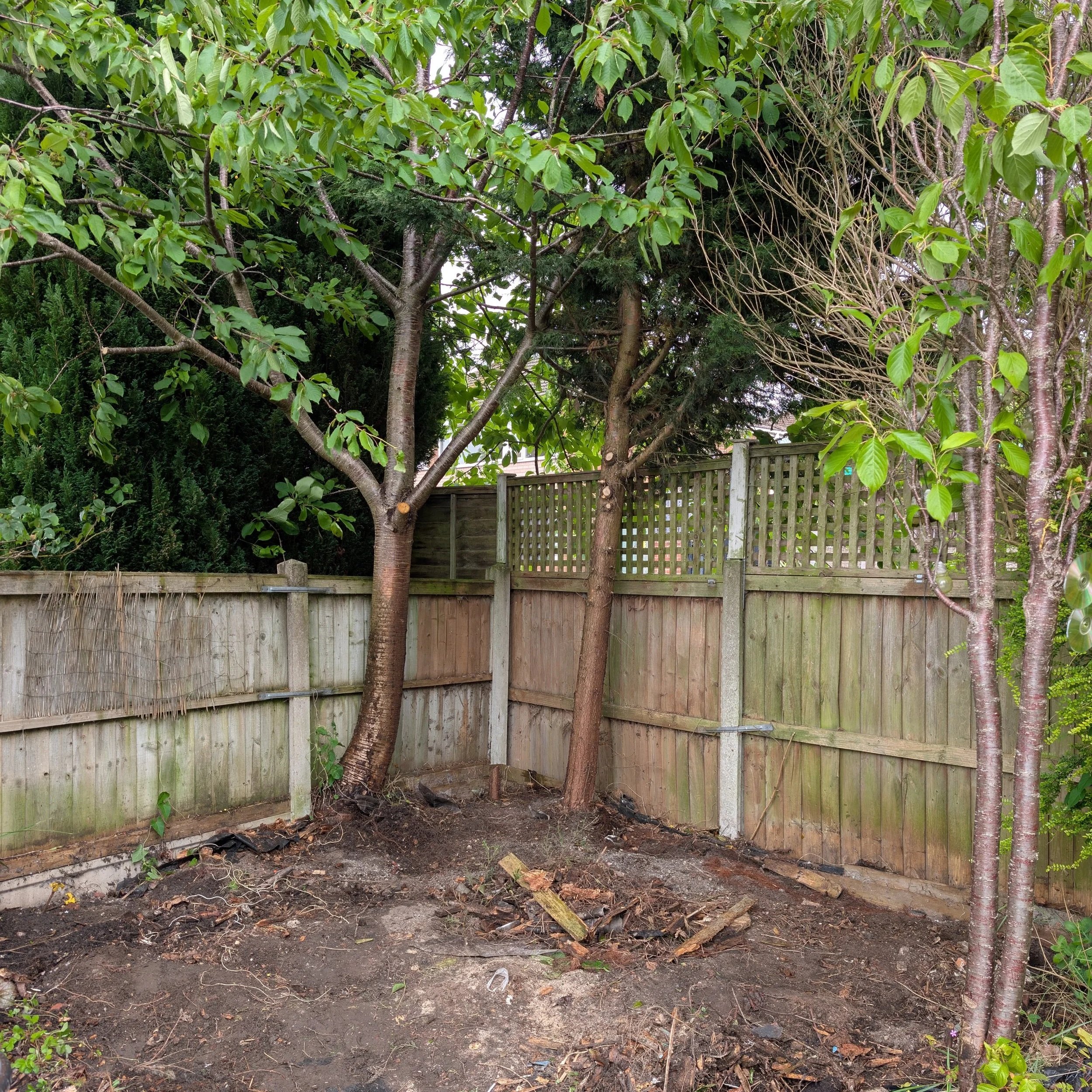 A backyard corner with two trees, a wooden fence, and patchy soil with some debris.
