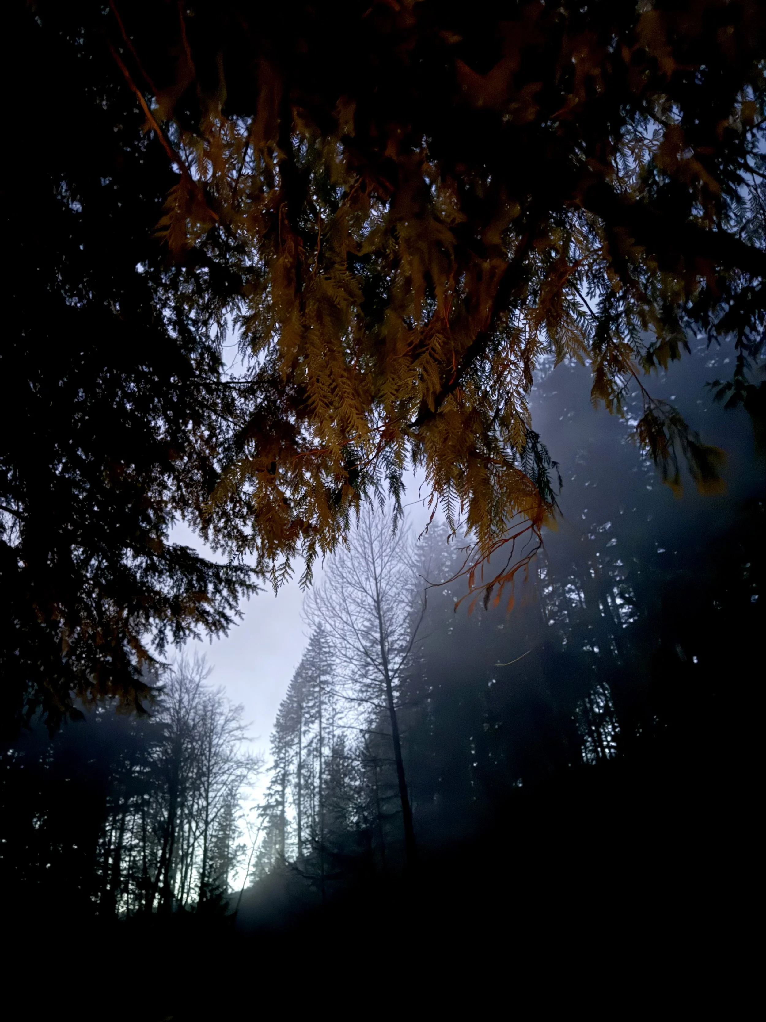 A forest scene during dusk or dawn with tall trees and mist in the background, with a focus on pine or fir tree branches in the foreground.