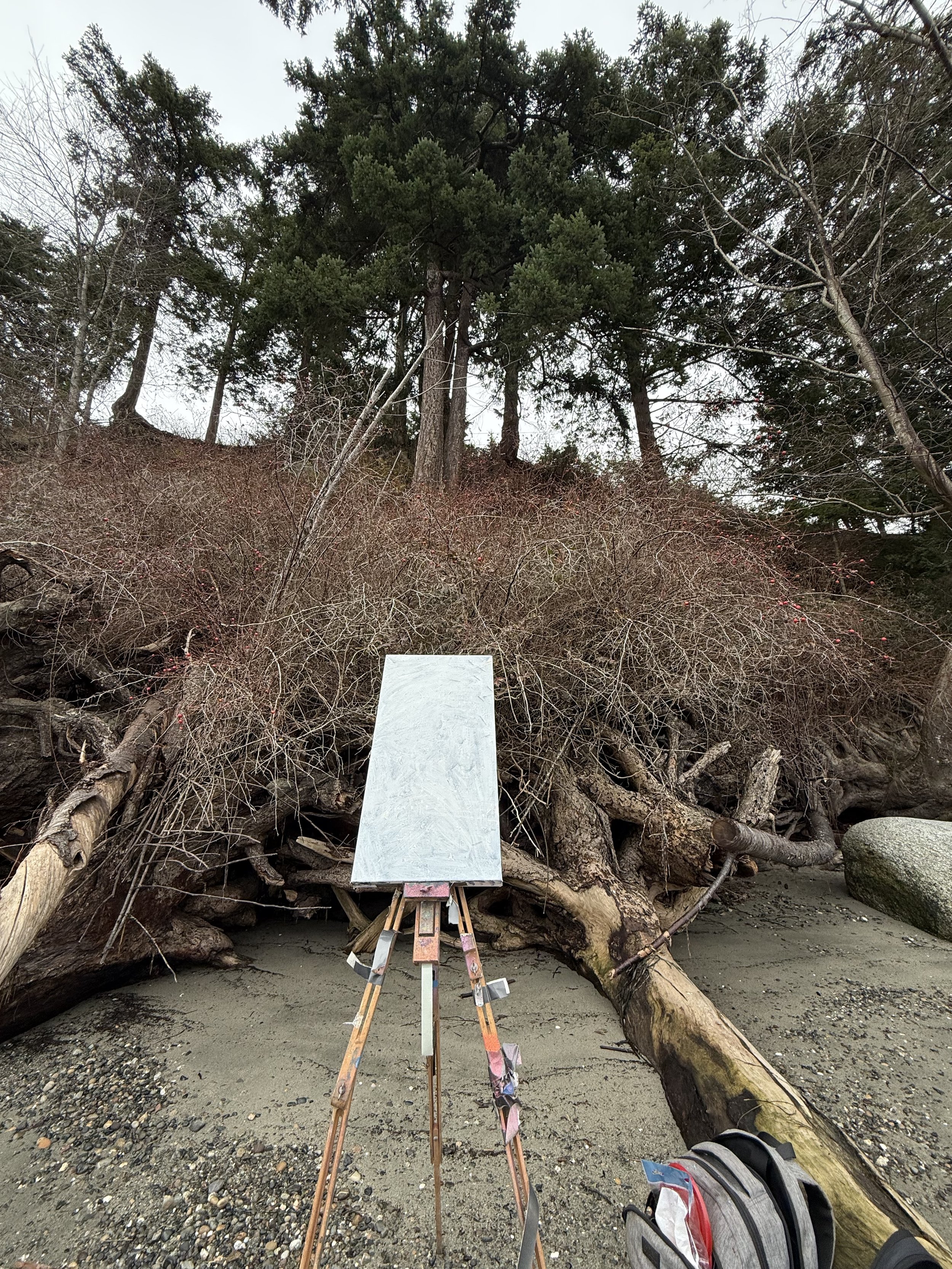 An outdoor art easel with a blank canvas set up on a sandy beach in front of a large fallen tree and shrubbery, with tall trees and an overcast sky in the background.