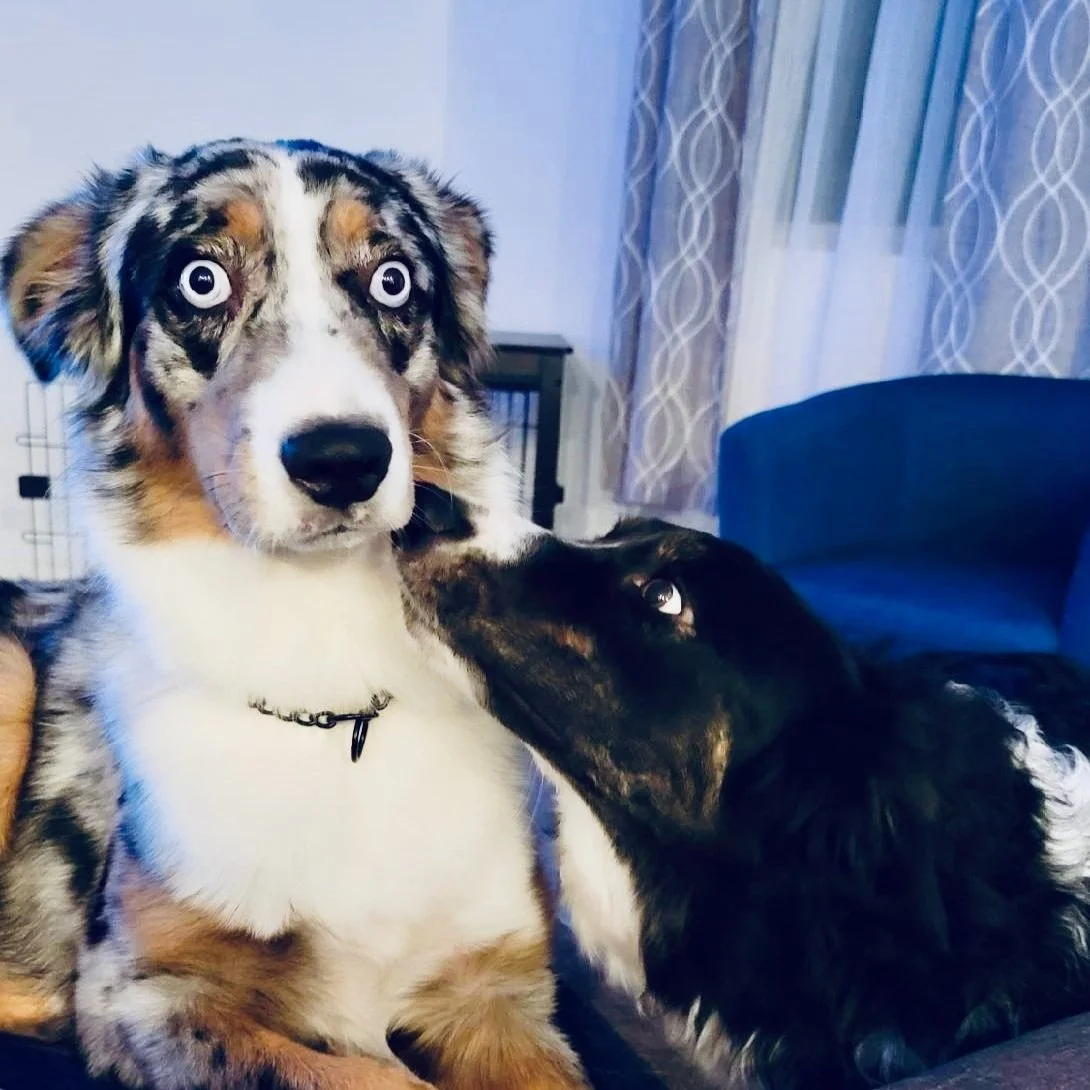 Max a tri-colored Border Collie dog nuzzles Echo a Australian Shepherd dog with a merle coat pattern, blue eyes, and a collar.
