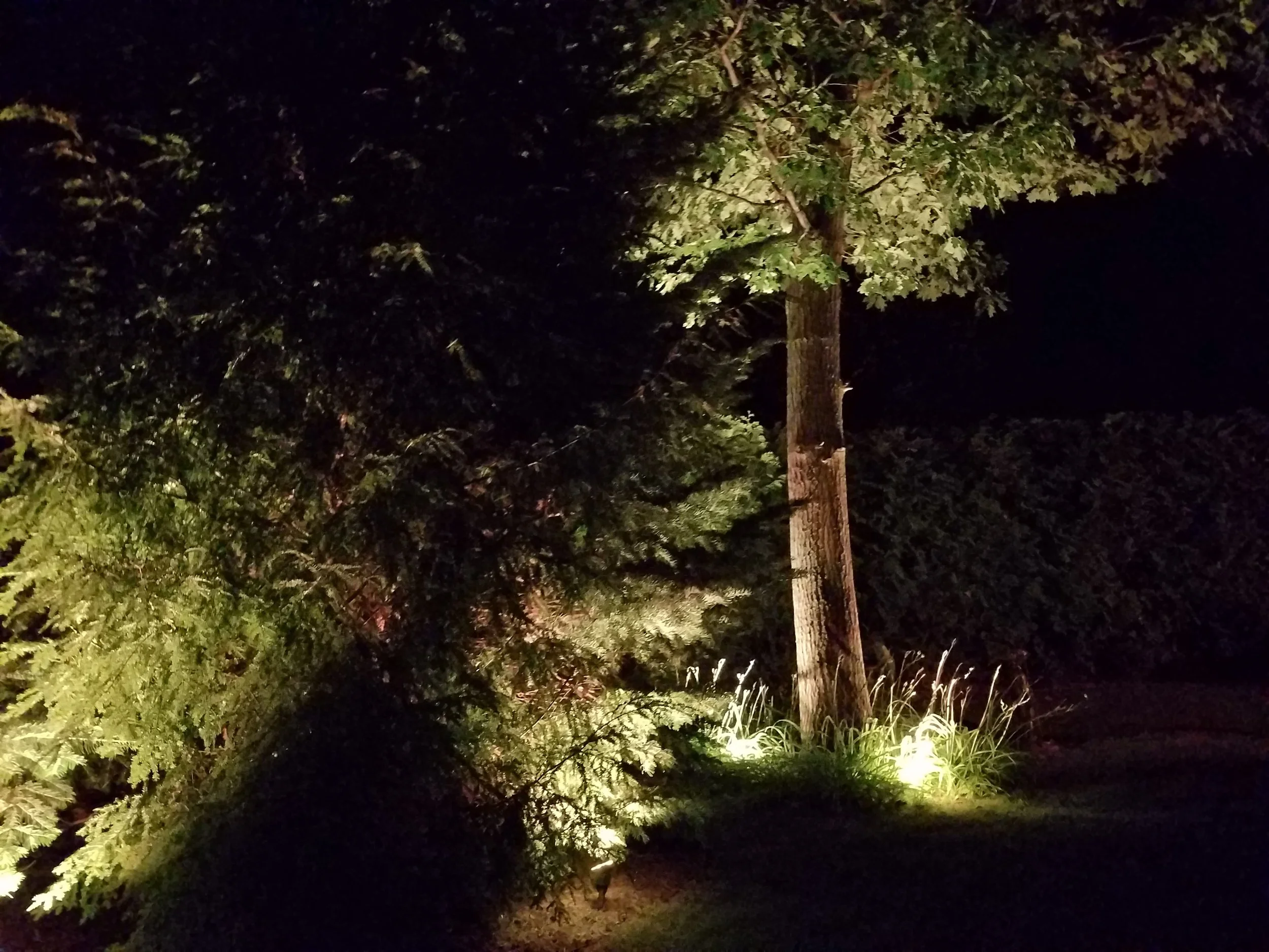 Nighttime outdoor scene with illuminated trees and bushes.