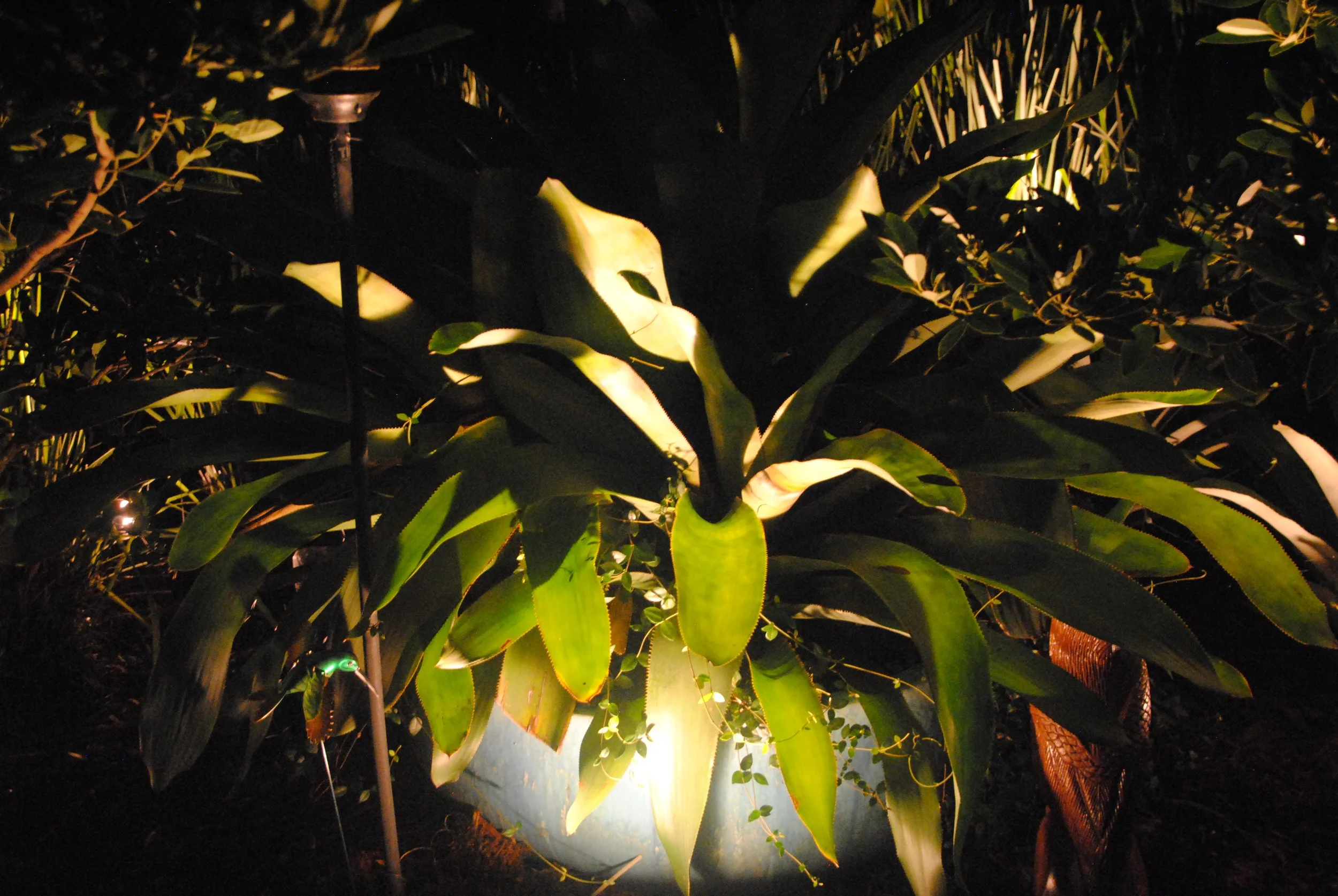 Large green tropical plant with broad leaves illuminated at night, surrounded by other plants and garden lights.