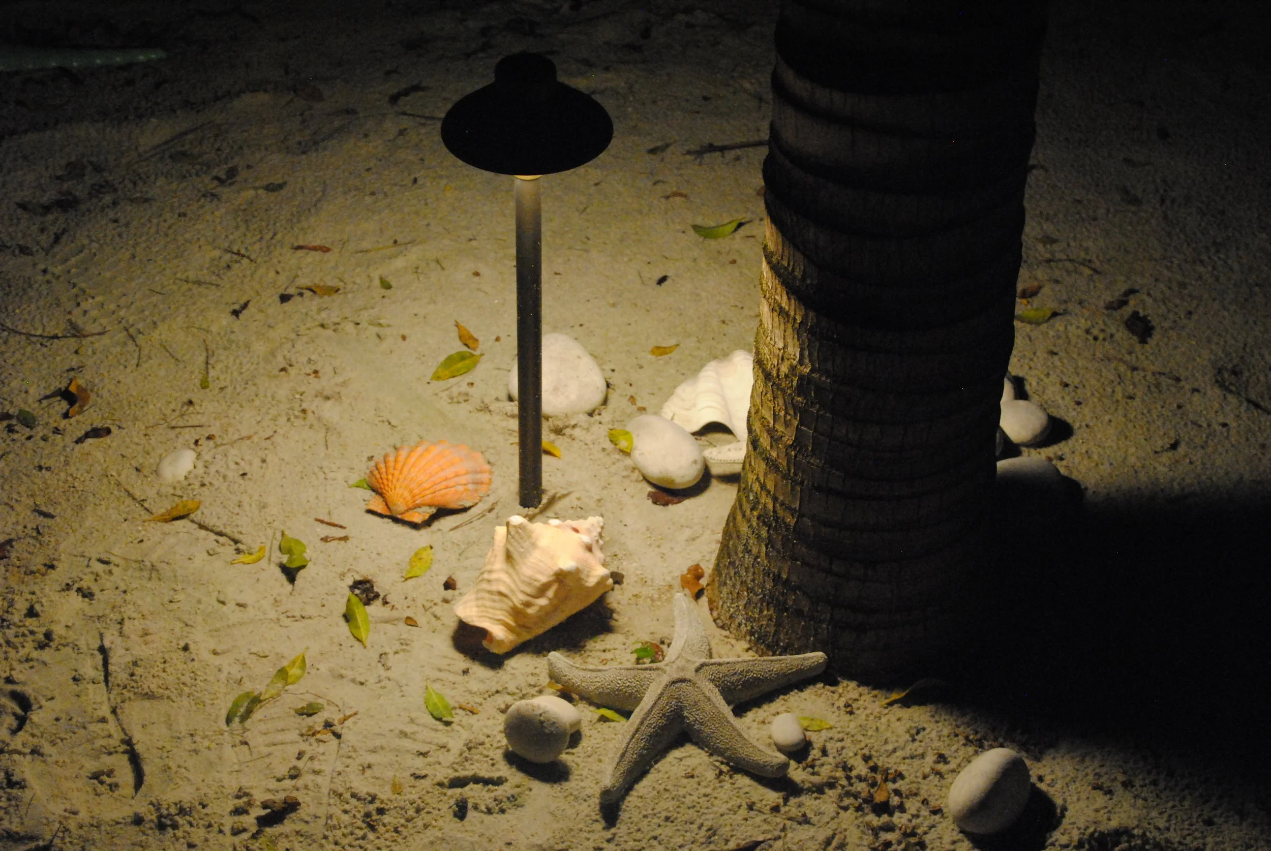 Sandy beach scene at night with seashells, a starfish, small rocks, and a palm tree trunk illuminated by a nearby lamp.