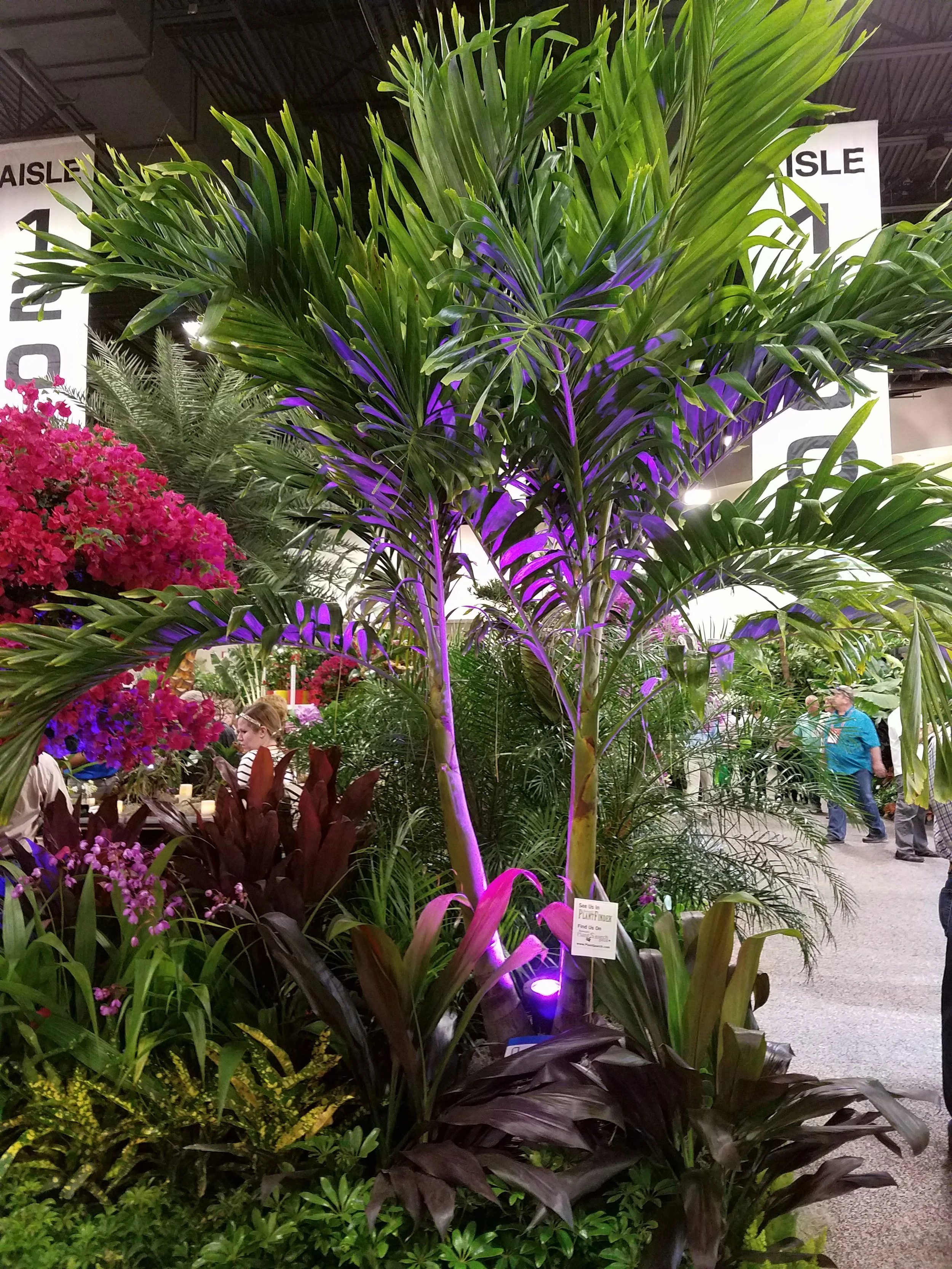 Large green potted palm tree with purple lighting, surrounded by pink flowers, dark foliage, and other greenery at an indoor plant show.