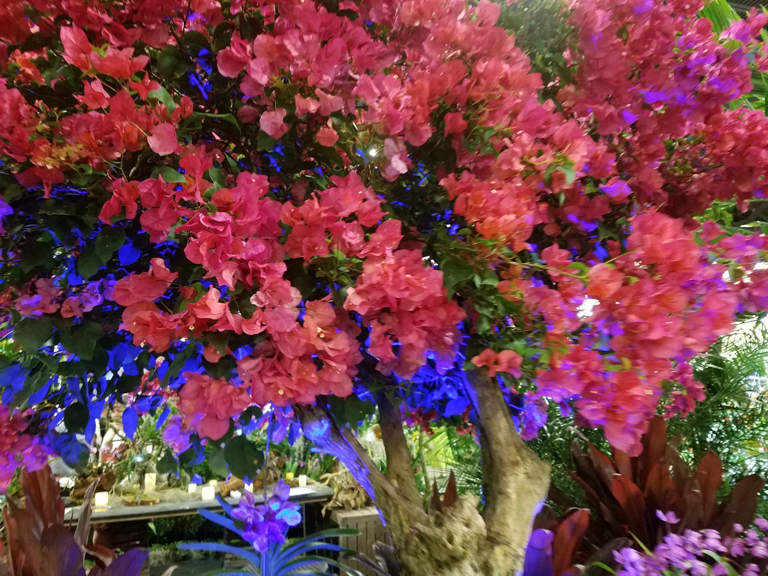 A flowering tree with bright pink and purple blossoms illuminated by colorful lights.