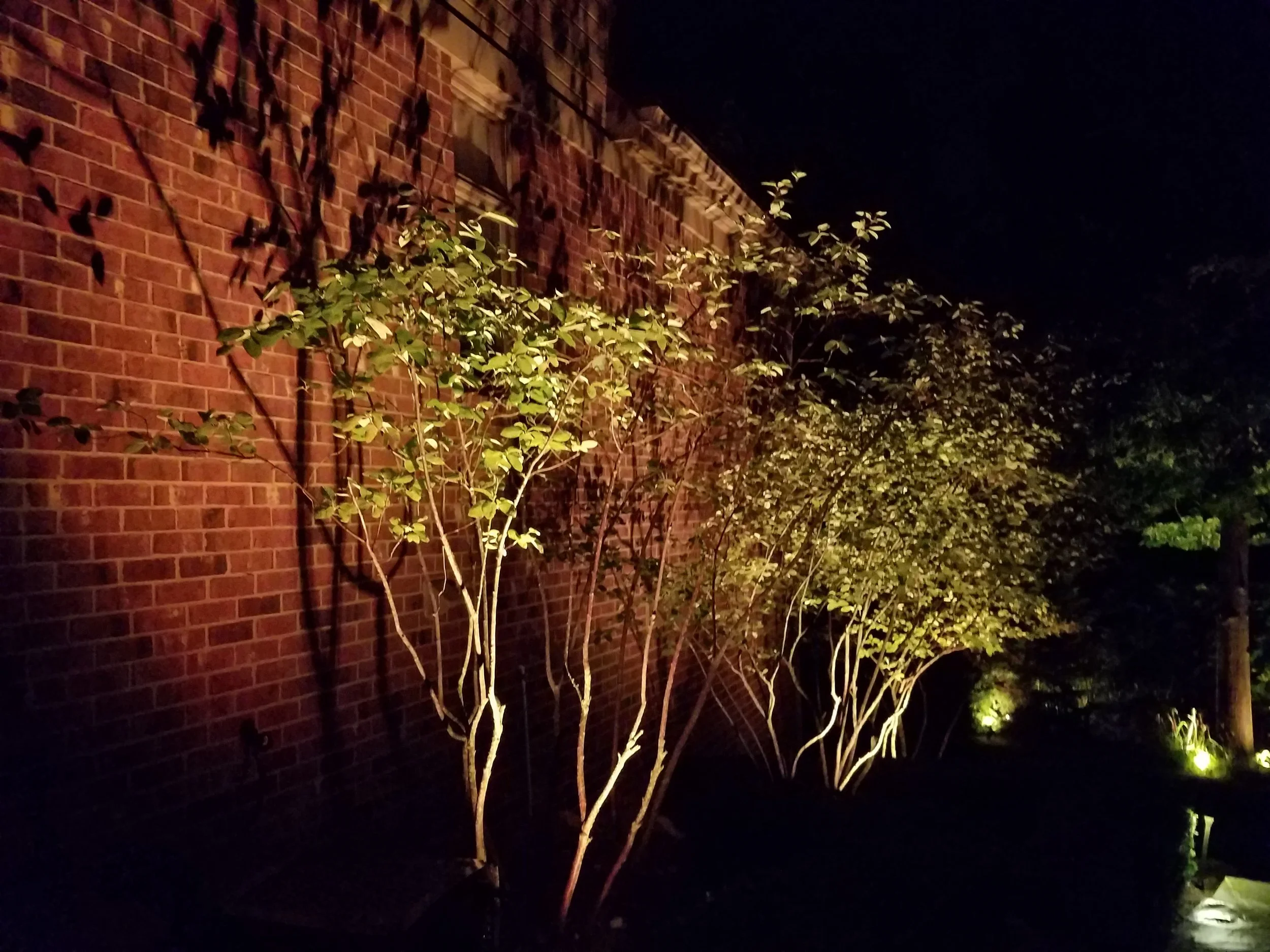 Nighttime outdoor scene with trees illuminated by ground lights against a brick wall.