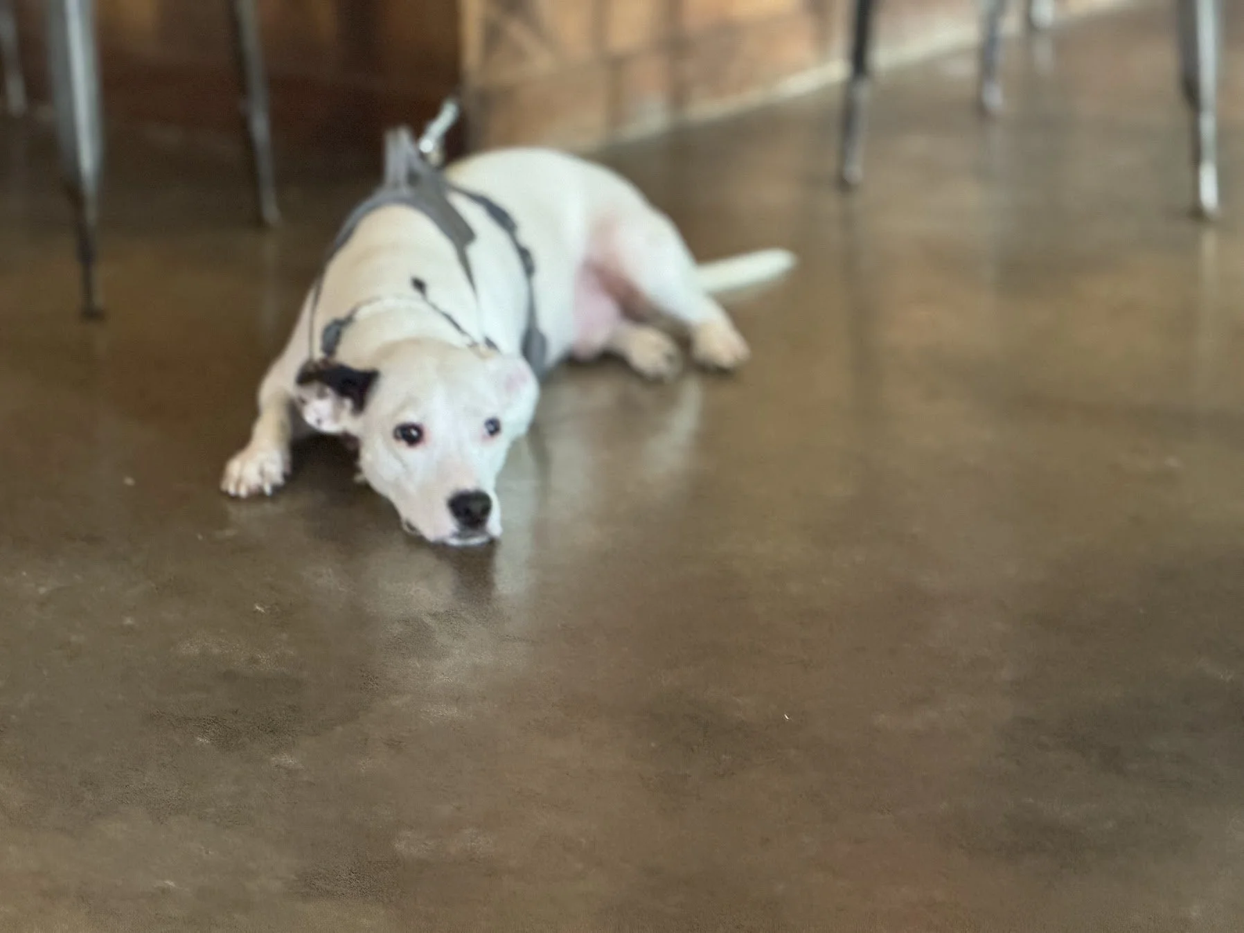 A Dog I Met 7/12/25