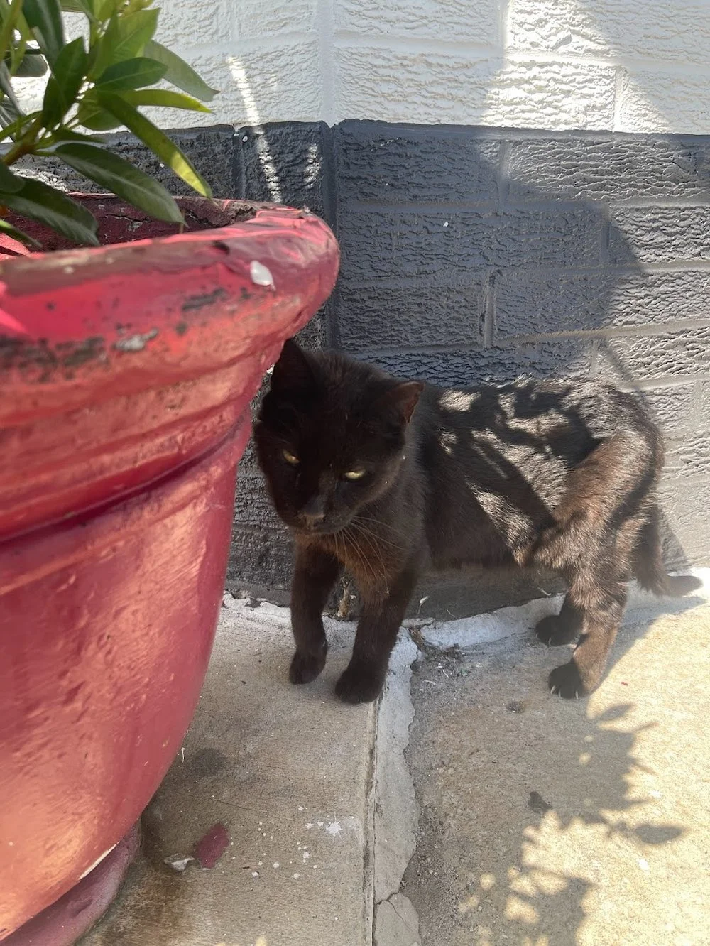 A Cat I Met 10/1/23