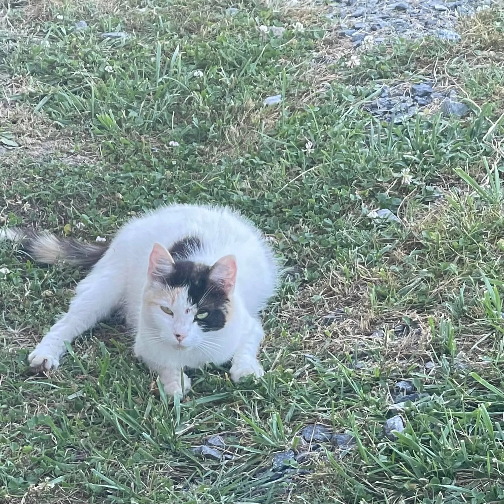 A Cat I Met 6/23/22