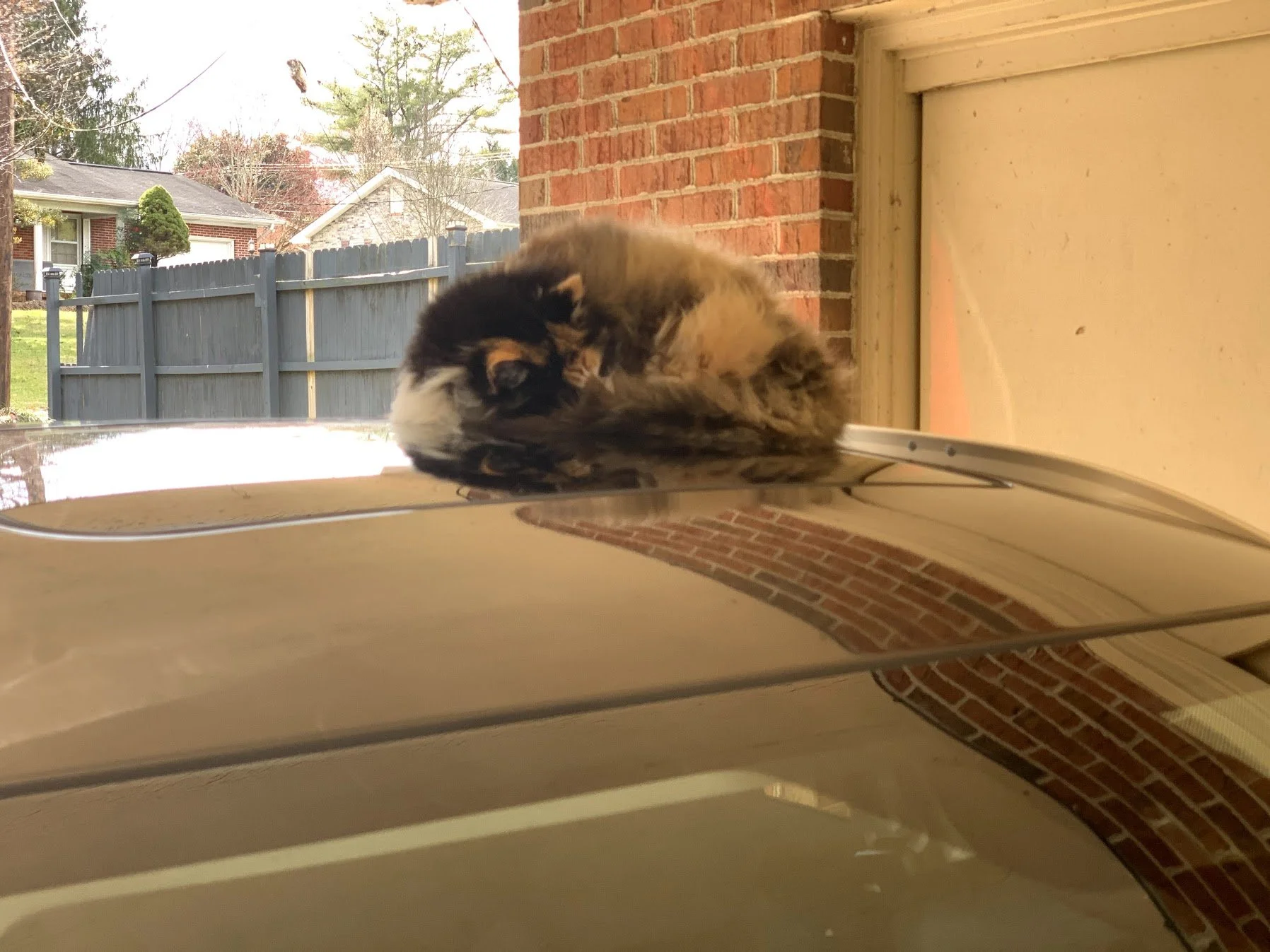 A Cat My Dog Met