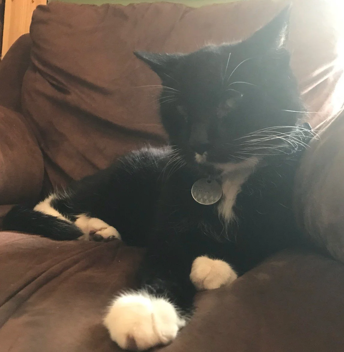 A Cat I Met 7-14-18
