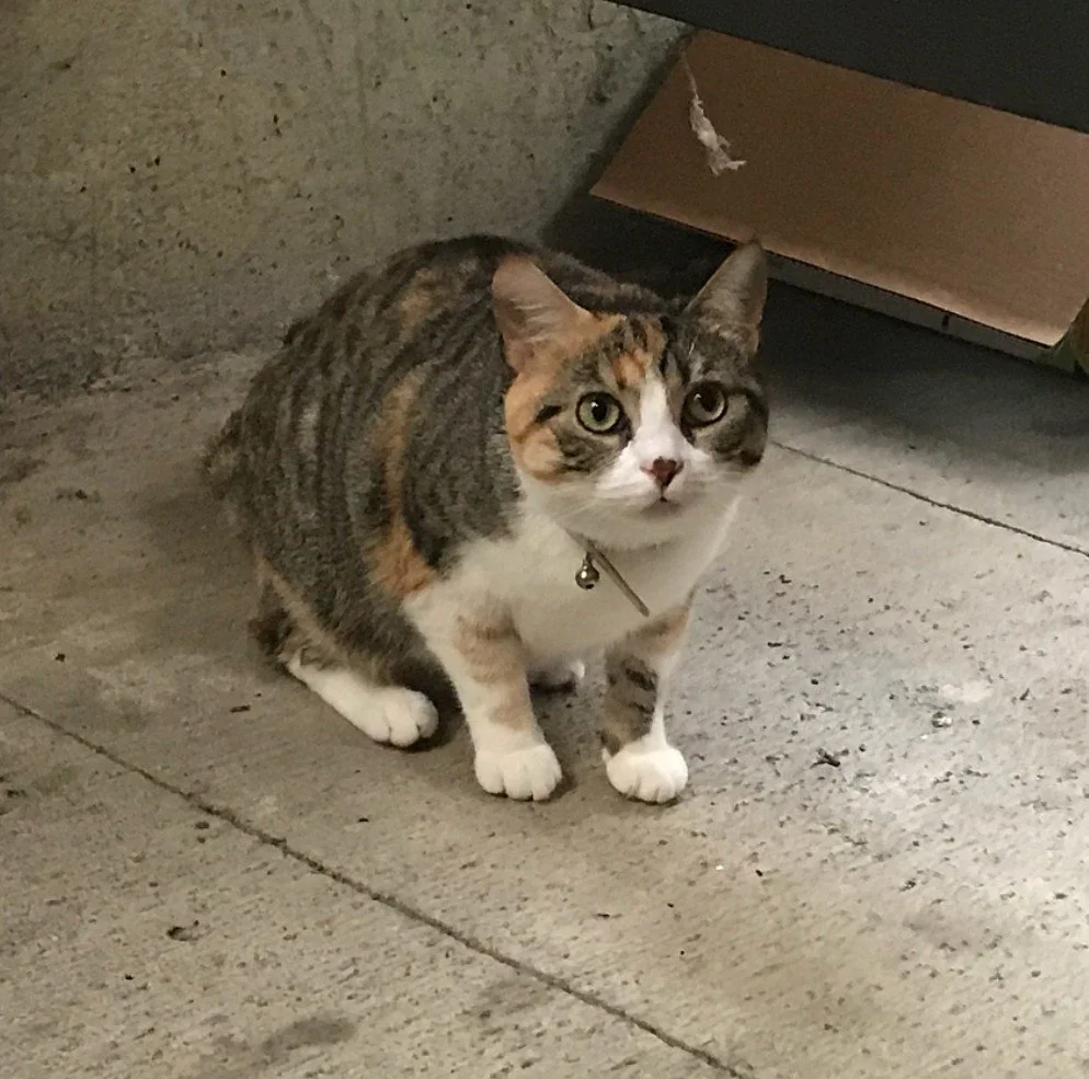 A Cat I Met 6-17-18