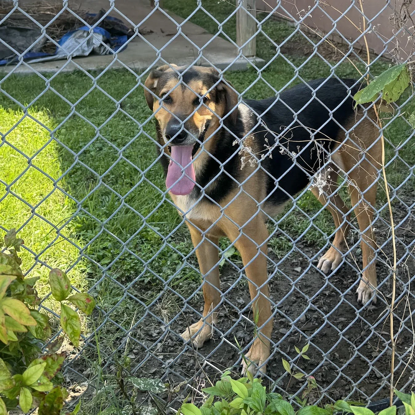A Dog I Met 8/15/2025