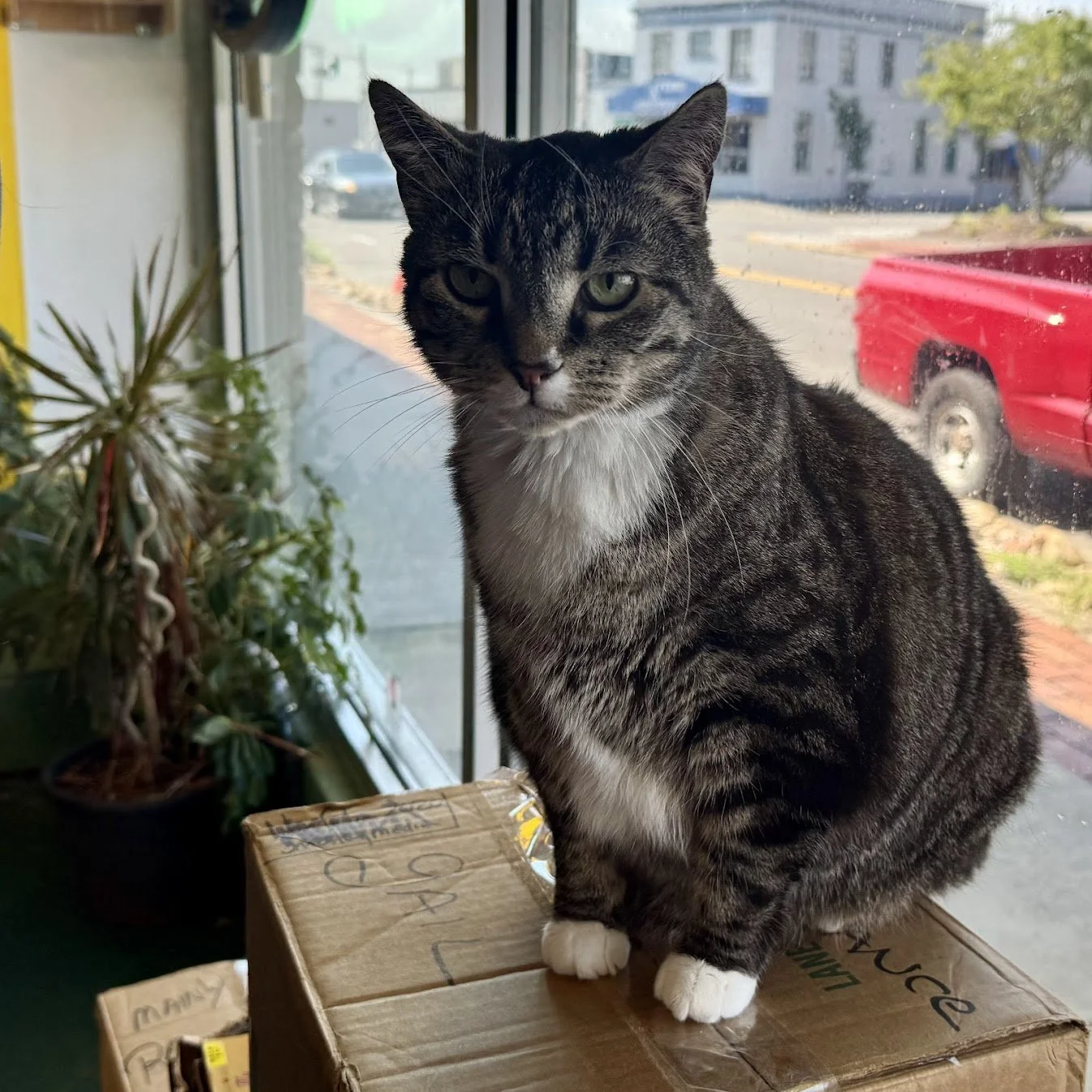 A Cat I Met 8/15/2025