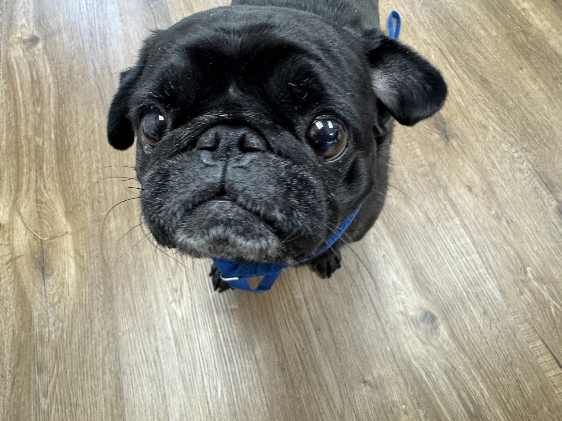 A Dog I Met 8/30/25