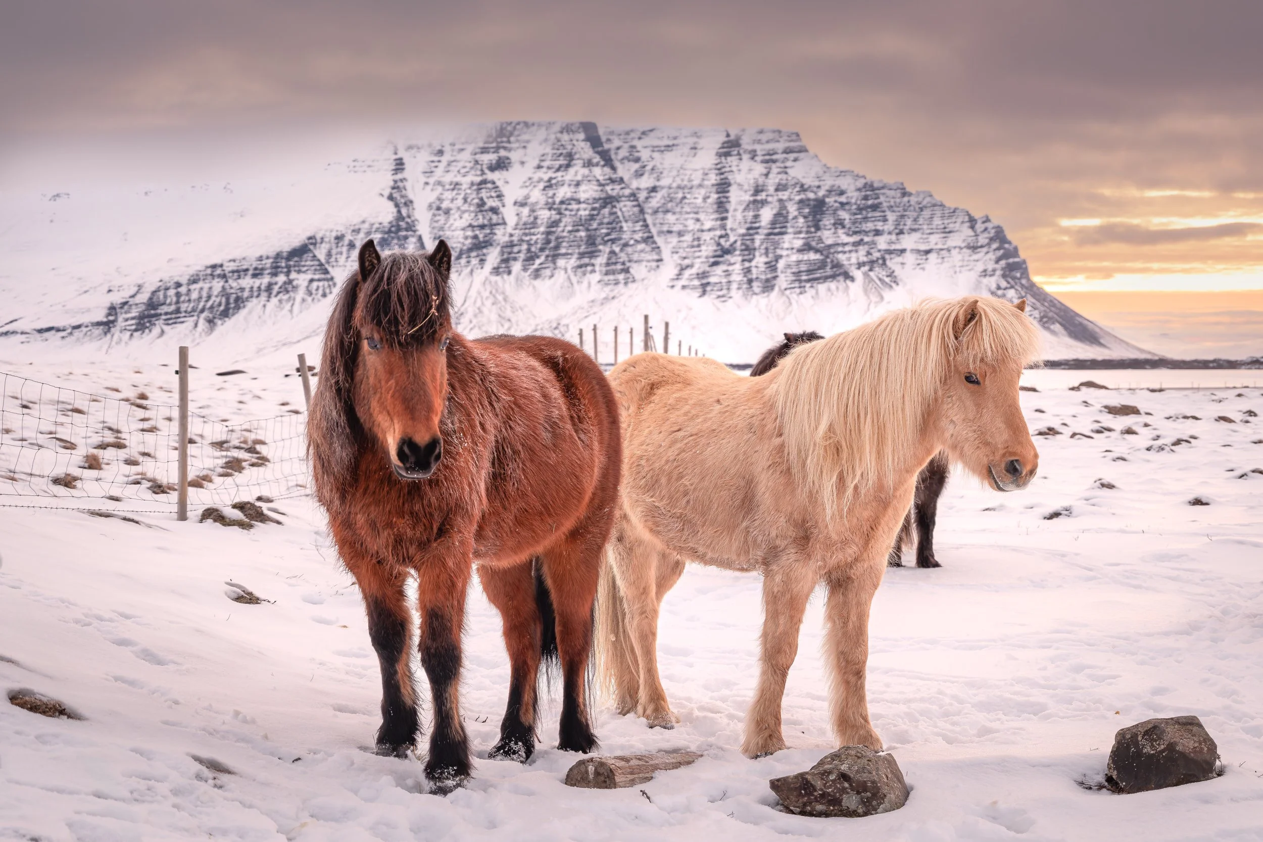 Cavalos islandeses numa paisagem coberta de neve, com montanhas ao fundo na Islândia.