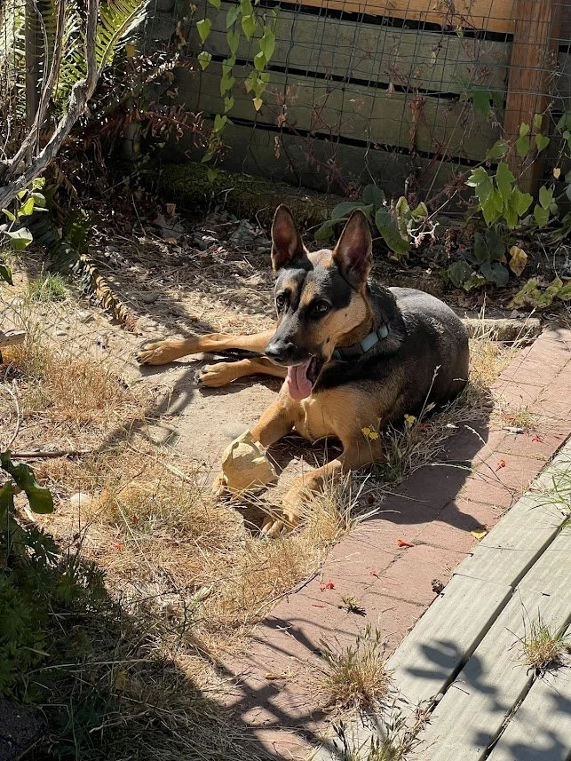 Our shop dog Steve lounging in the sunlight.