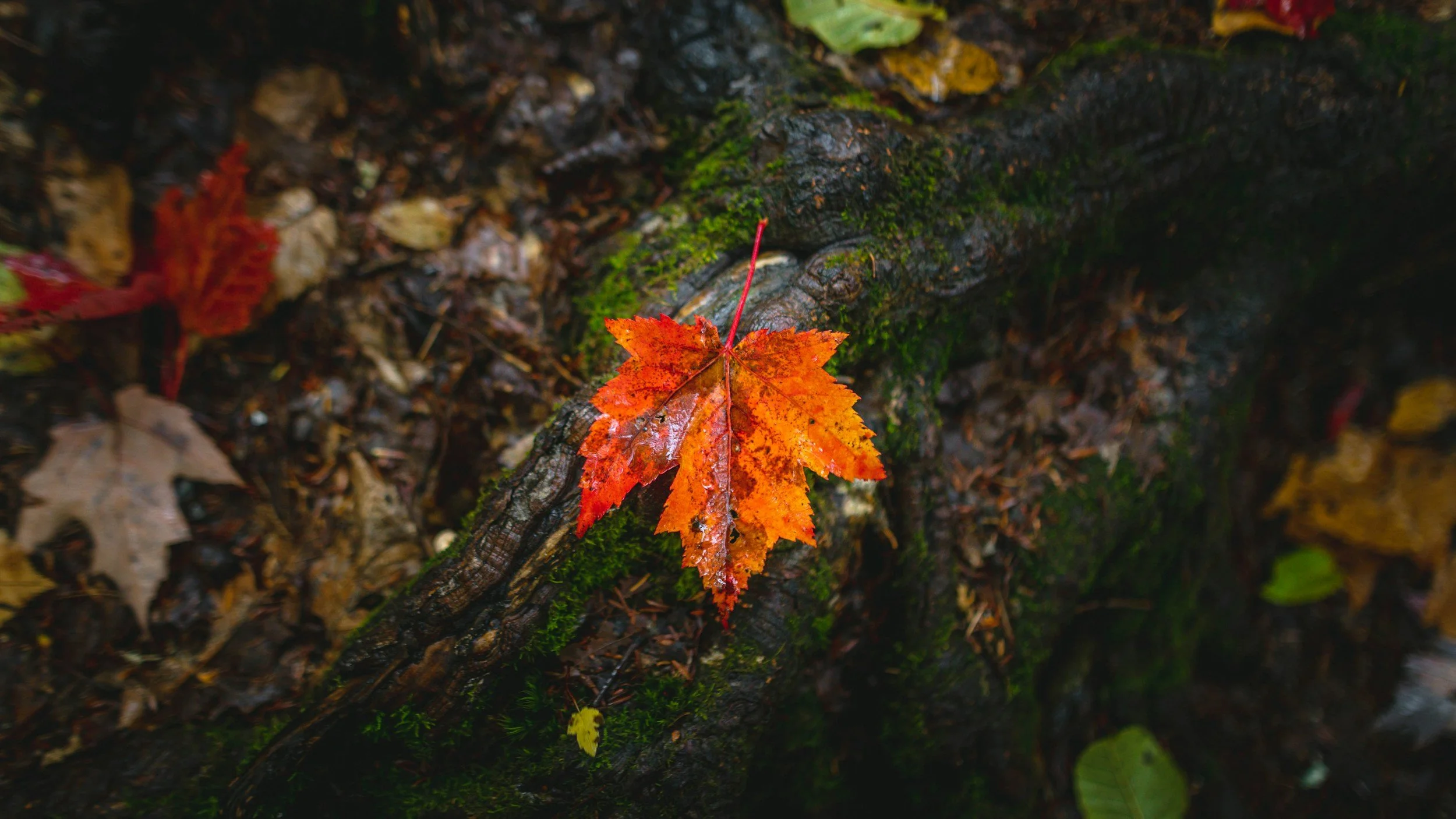 End of Summer Blues: 5 Coping Strategies for Seasonal Depression