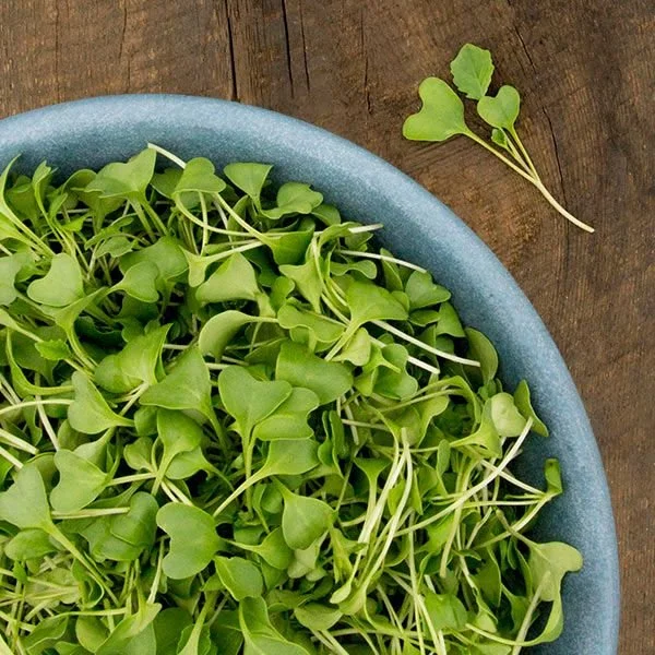 Microgreens: Nature’s Multivitamin in a Tiny Package