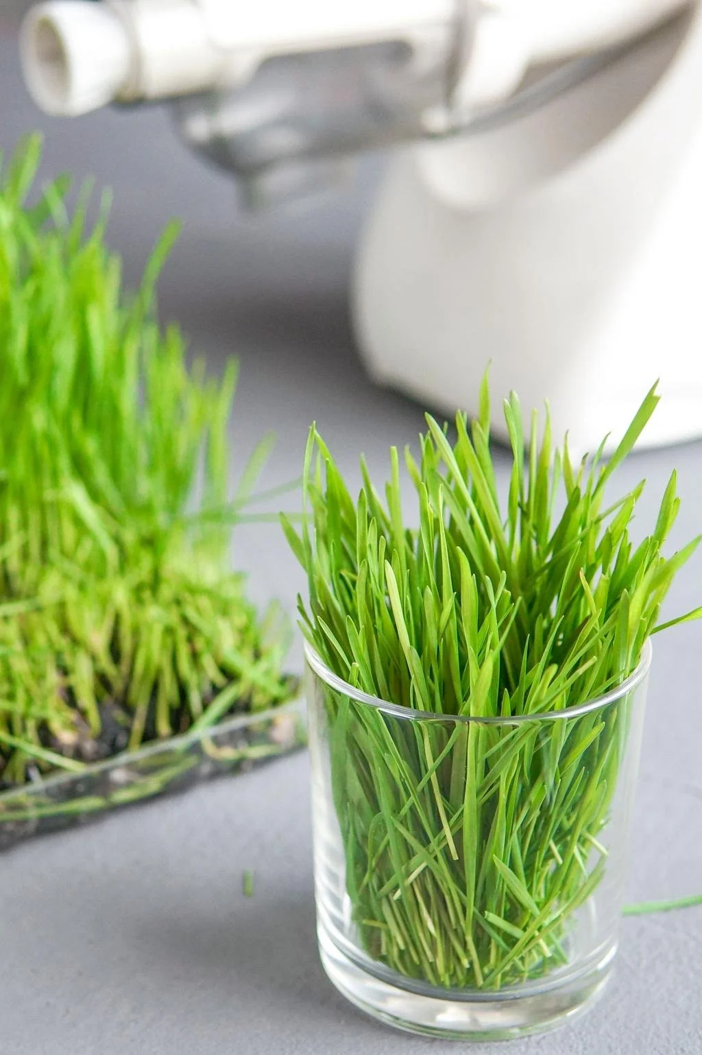🌱 Spring Awakening: Why Wheatgrass is Nature’s Energy Shot